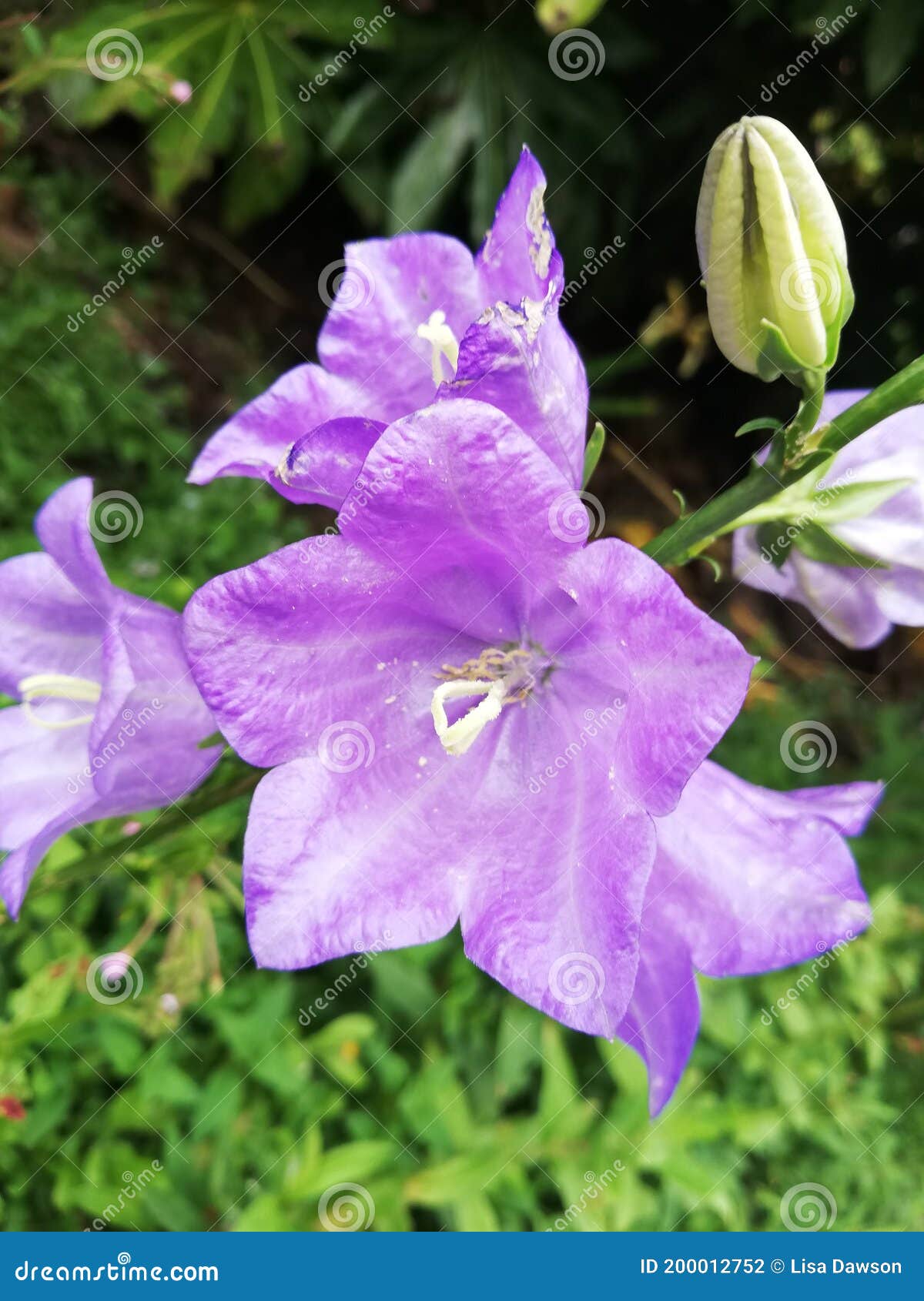 Purple bell flower stock photo. Image of flower, produce 200012752