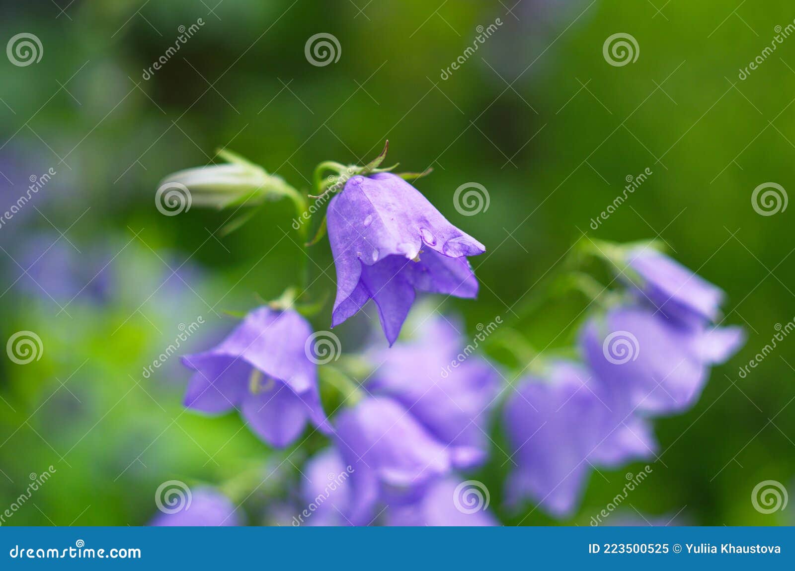 Purple Bell Flower in Full Blooming Stock Image Image of violet