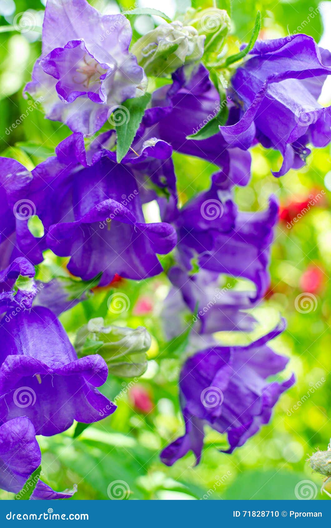 Purple Bell flower stock photo. Image of bluebell, botany 71828710