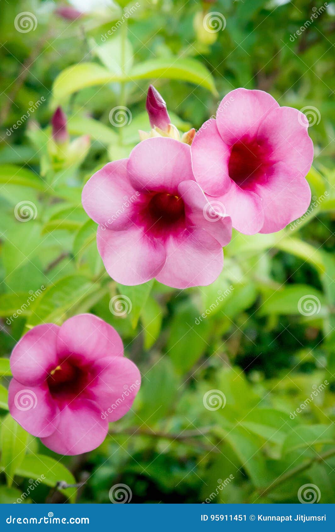 purple bignonia flowers , plant flowers growing and blooming on