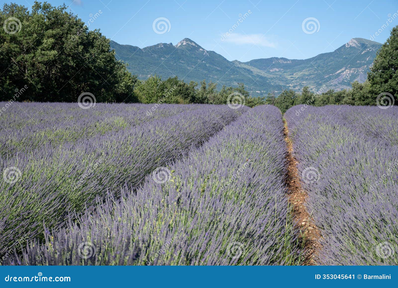 purple blossom of lavender or lavandine plants near sisteron, franse departement alpes-de-haute-provence, in summer