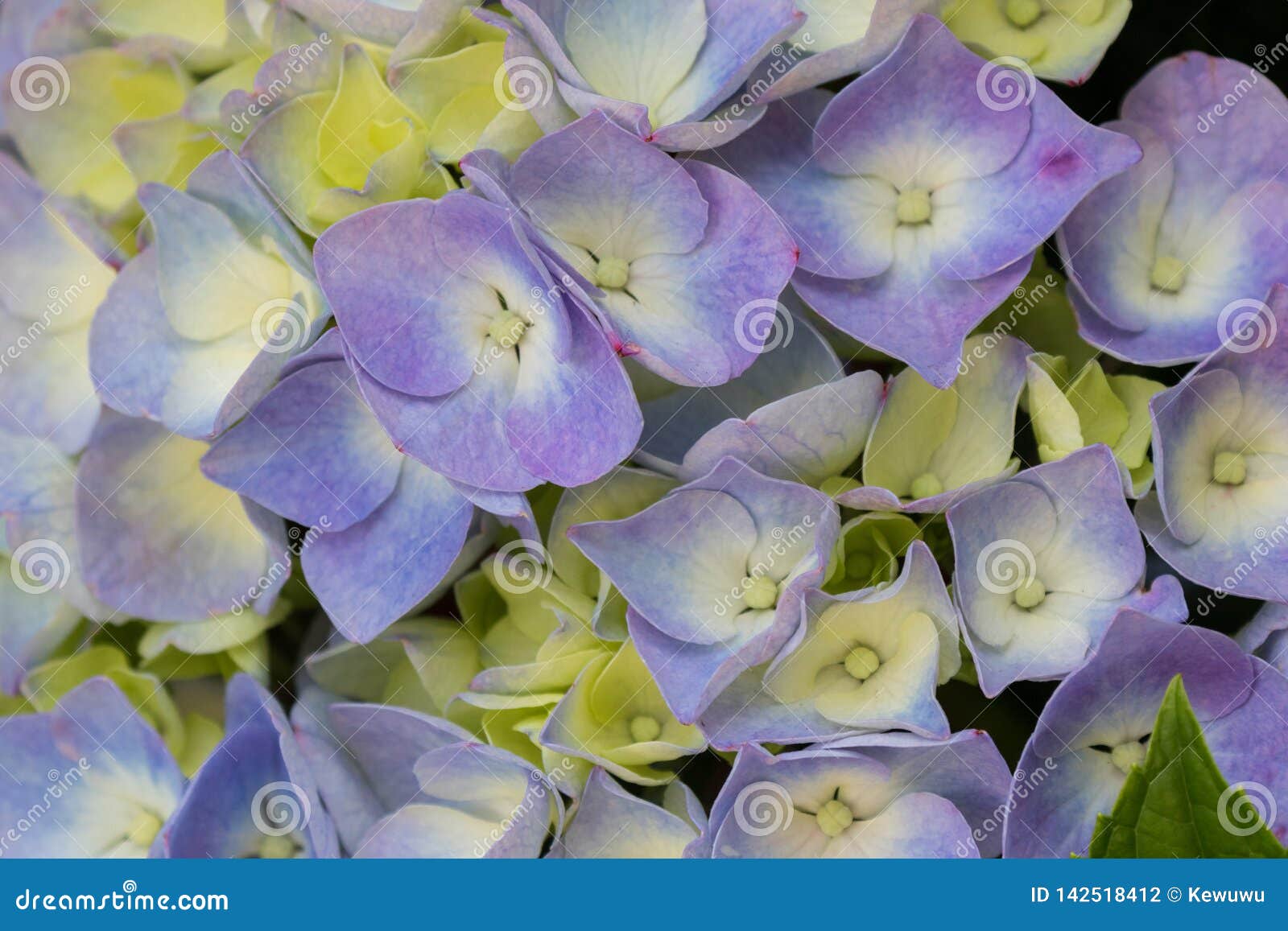 purple blue flower of bigleaf hydrangea with yellow shade french hydrangea, lacecap hydrangea, mophead hydrangea