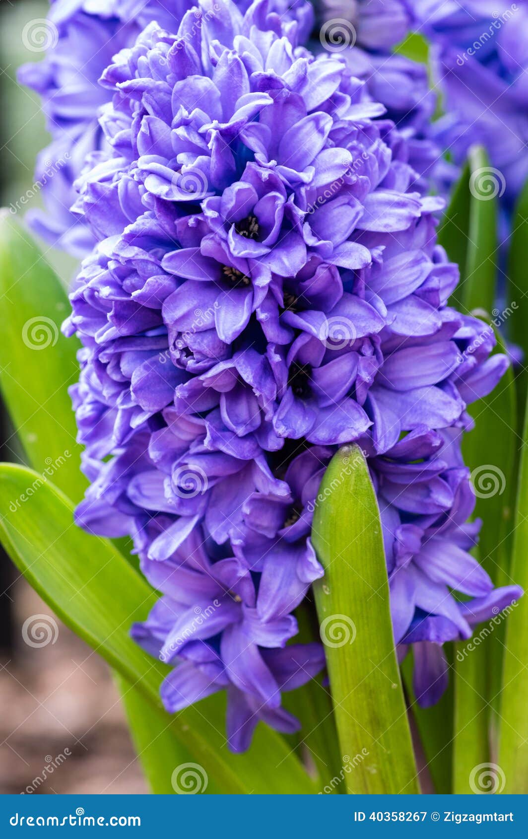 Purple or Blue Hyacinth Flowers in Bloom Stock Image Image of flowering, nature 40358267