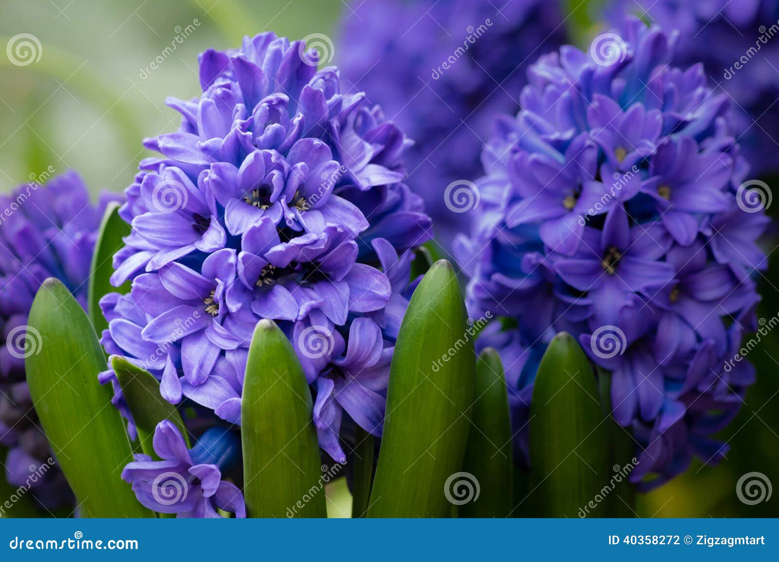 Purple or Blue Hyacinth Flowers in Bloom Stock Photo Image of purple, floral 40358272