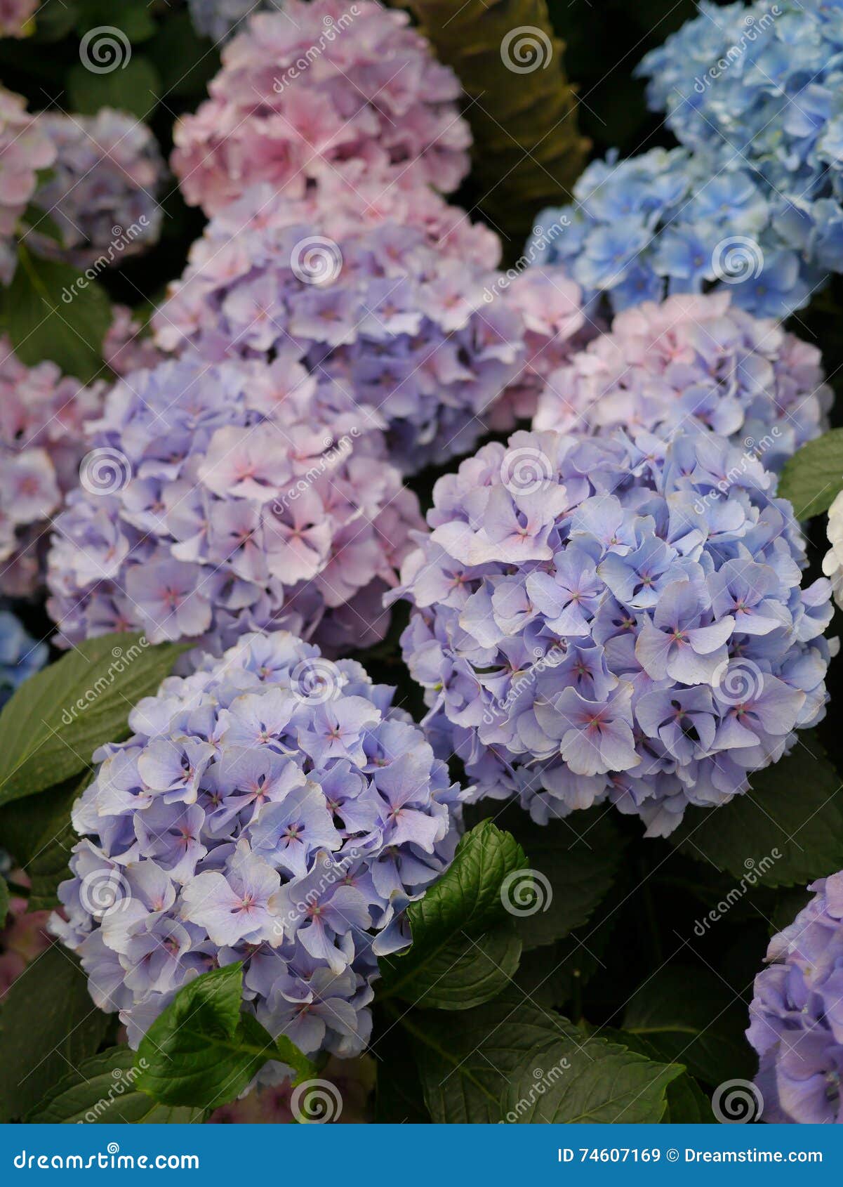Purple and Blue Hydrangeas stock image. Image of hydrangeas 74607169