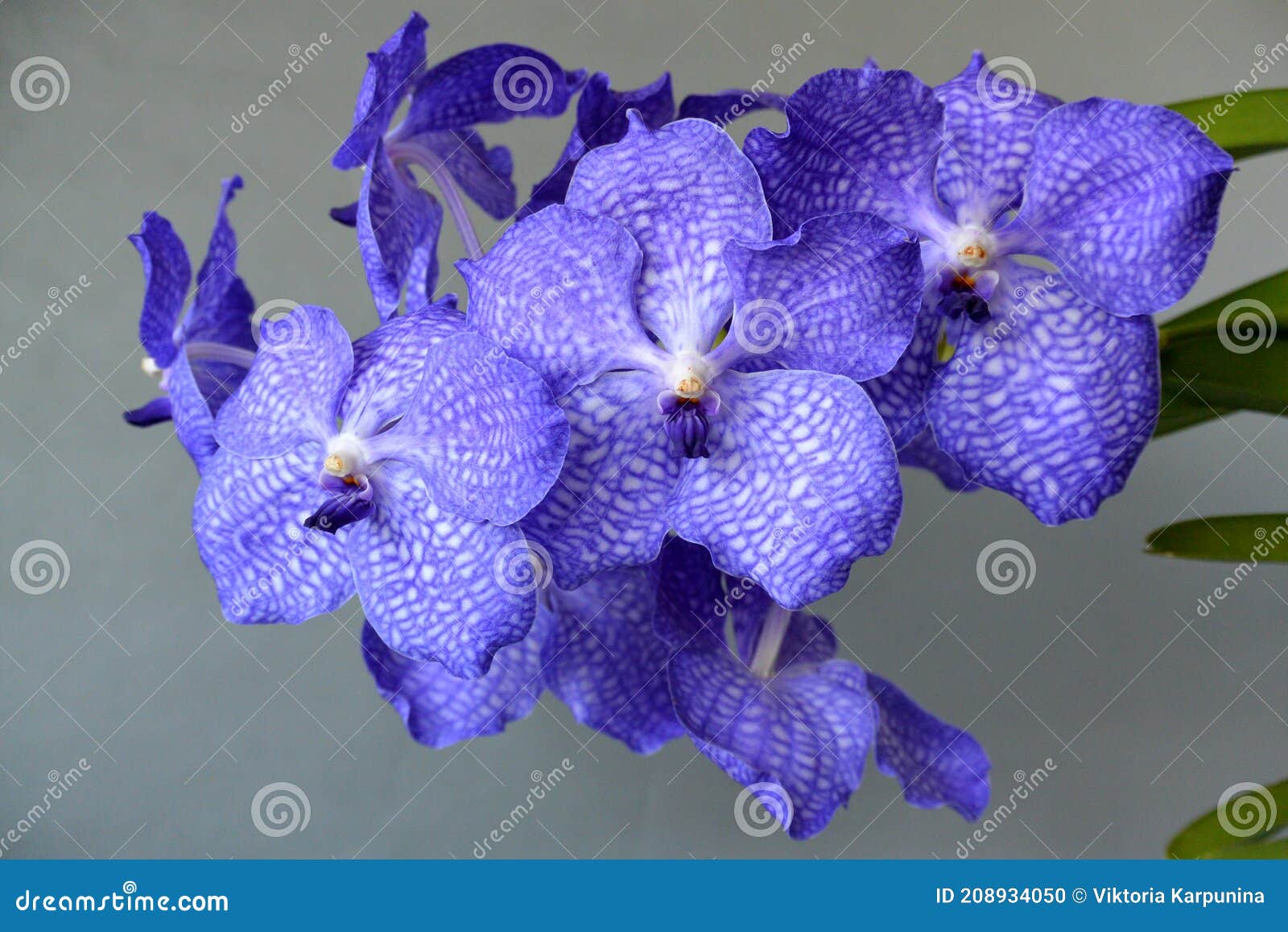 Purple Blue Vanda (Magic Blue) Orchid Flower Stock Photo - Image of color,  tropic: 208934050