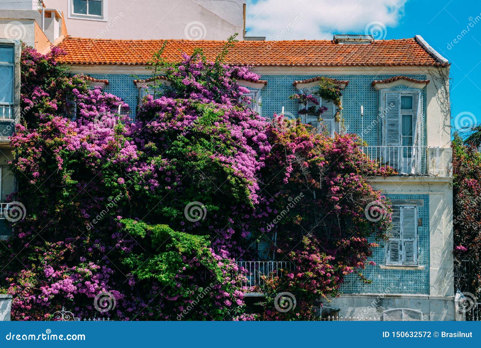 Purple Bougainvillea Flowers On The Balcony Of An Old Lisbon Apartment Building Stock Photo Image Of Ceramic Charming 150632572
