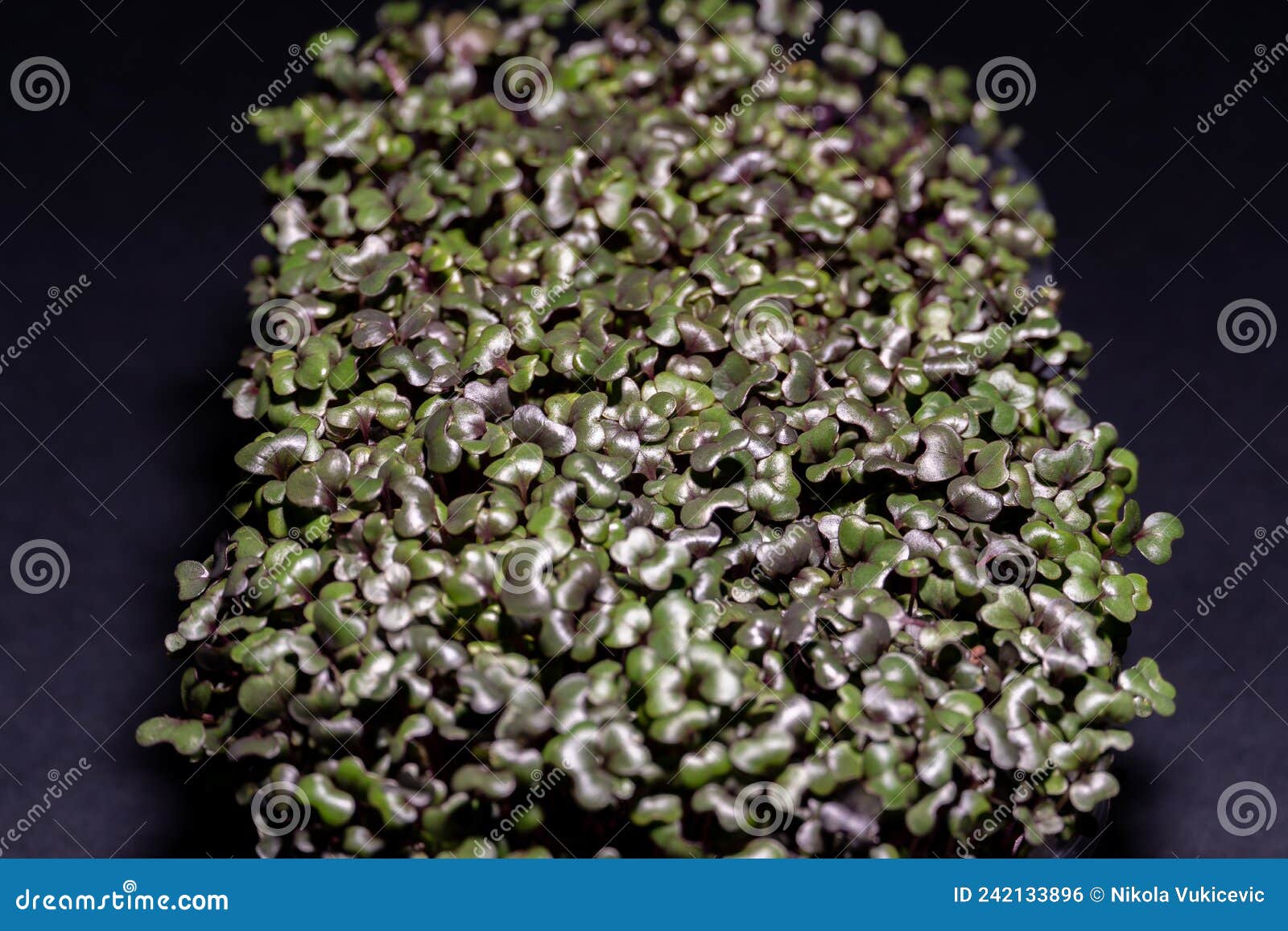 Purple Brassica Oleracea Microgreens. Purple Cabbage in Micro Greens