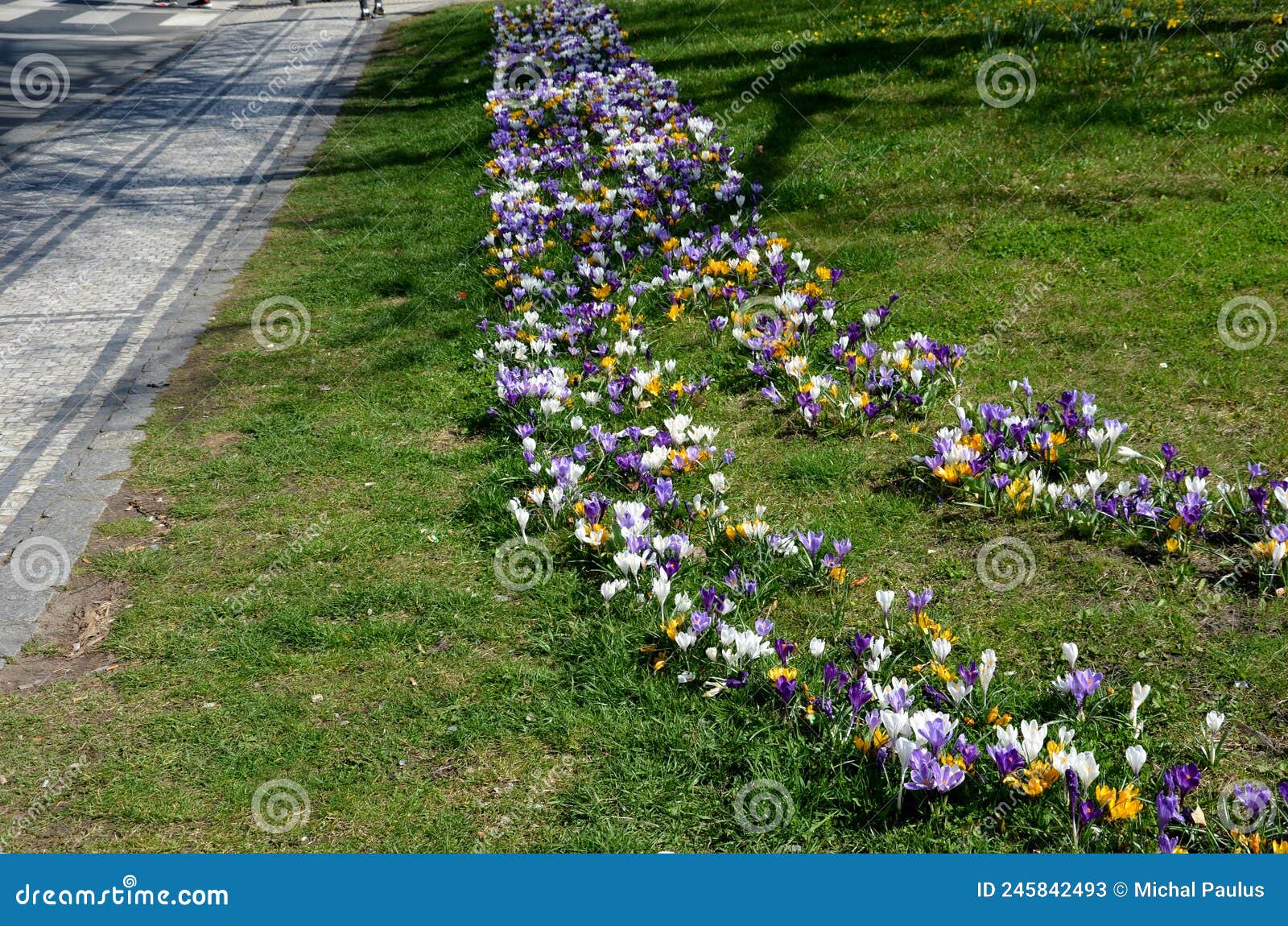 purple bulbs bloom in the grassy strip between the lanes in the city. crocuses in a dense carpet. highway beauty with horticultura