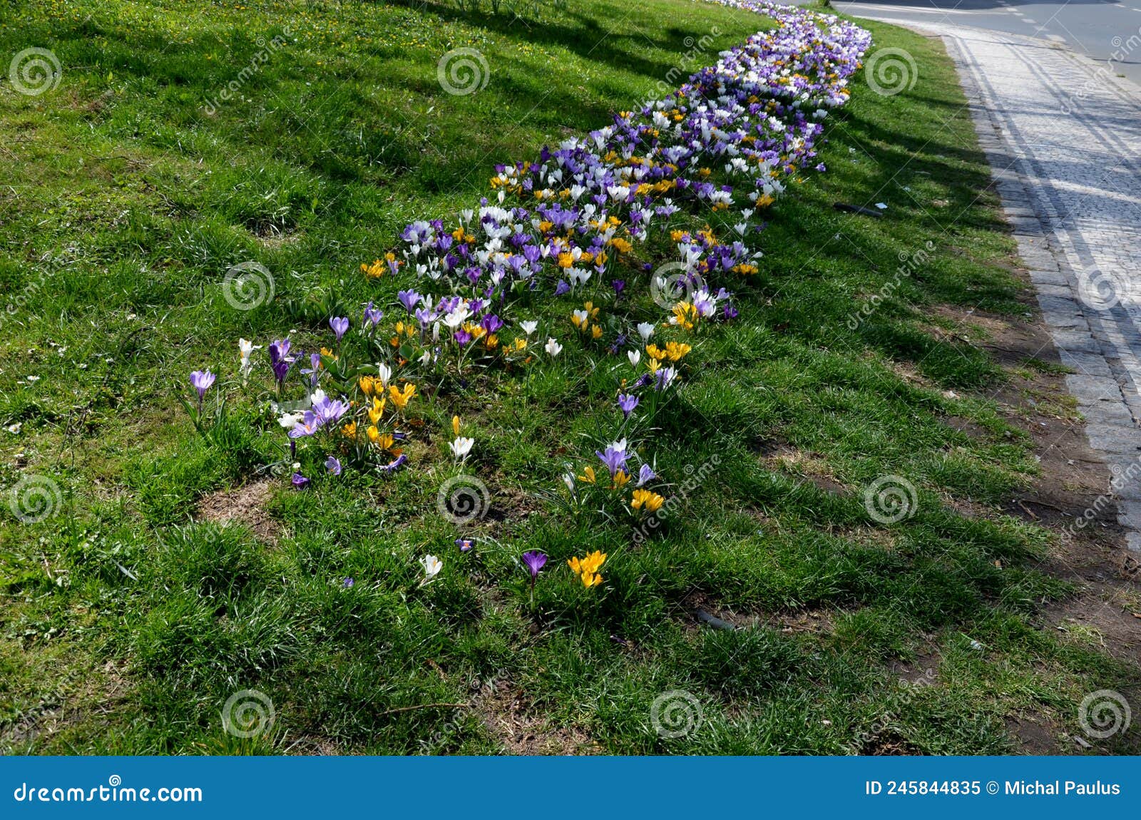 purple bulbs bloom in the grassy strip between the lanes in the city. crocuses in a dense carpet. highway beauty with horticultura