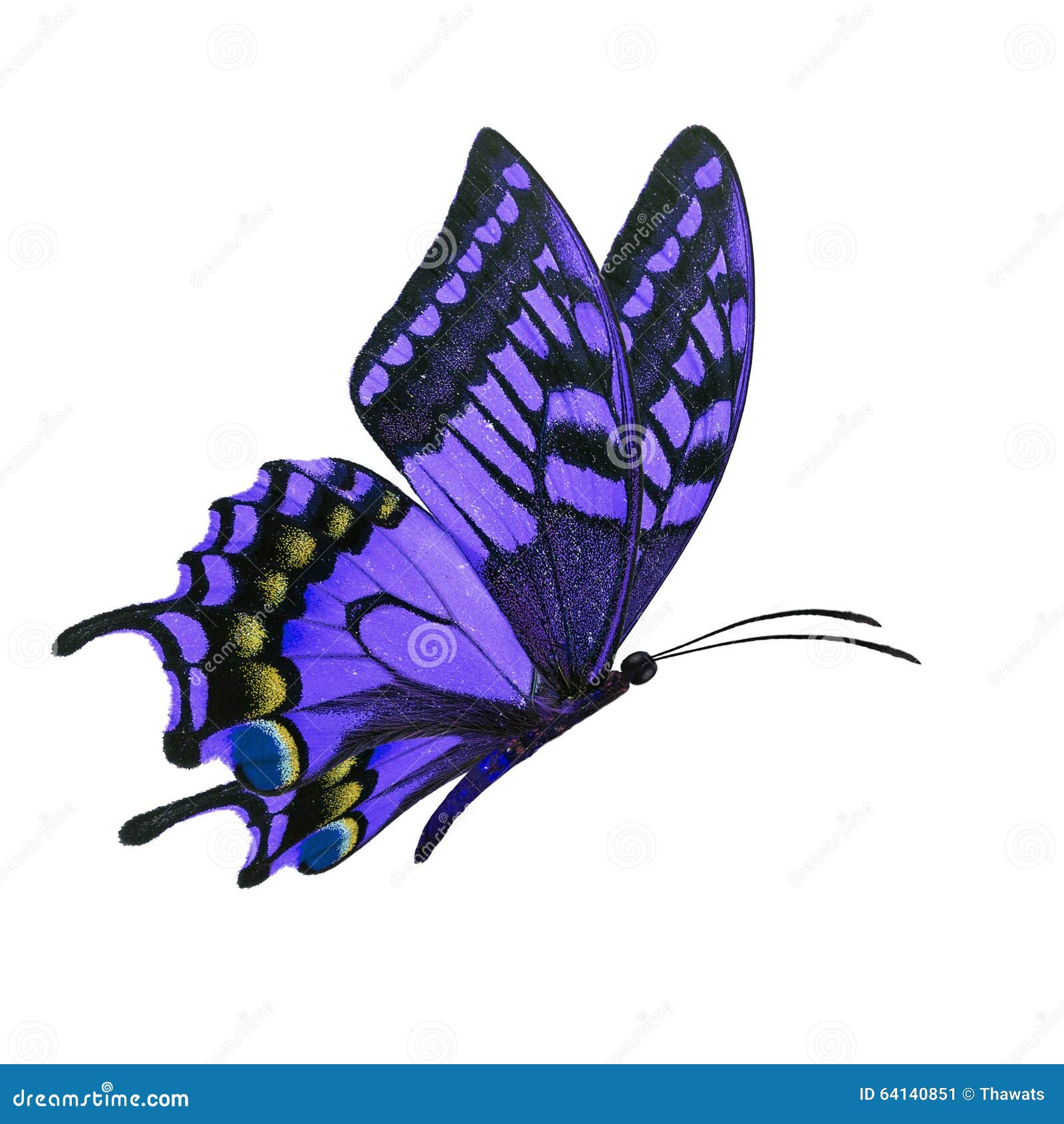 42,454 Butterfly Flying Stock Photos - Free & Royalty-Free Stock Photos  from Dreamstime