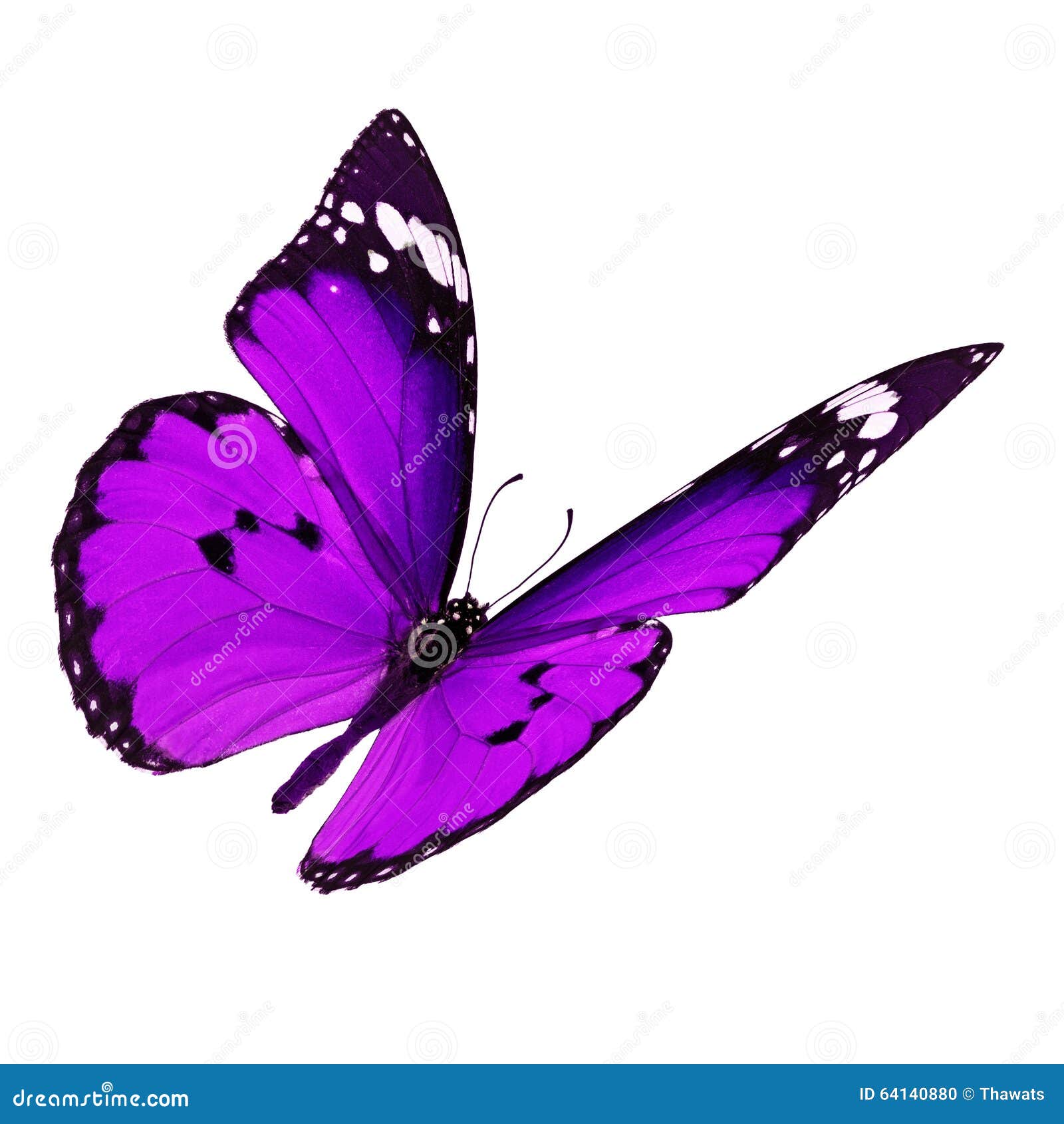 4 468 Purple Butterfly Flying Photos Free Royalty Free Stock Photos From Dreamstime