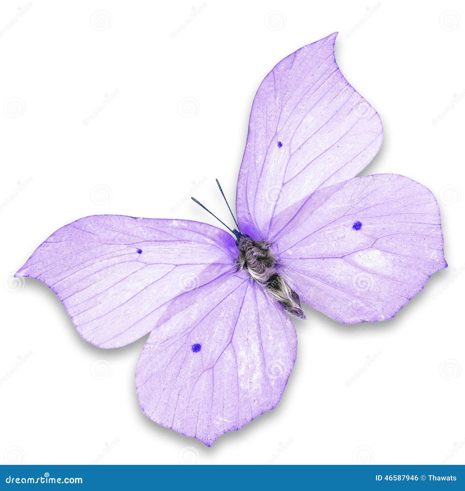 Purple butterfly stock photo. Image of light, free ...