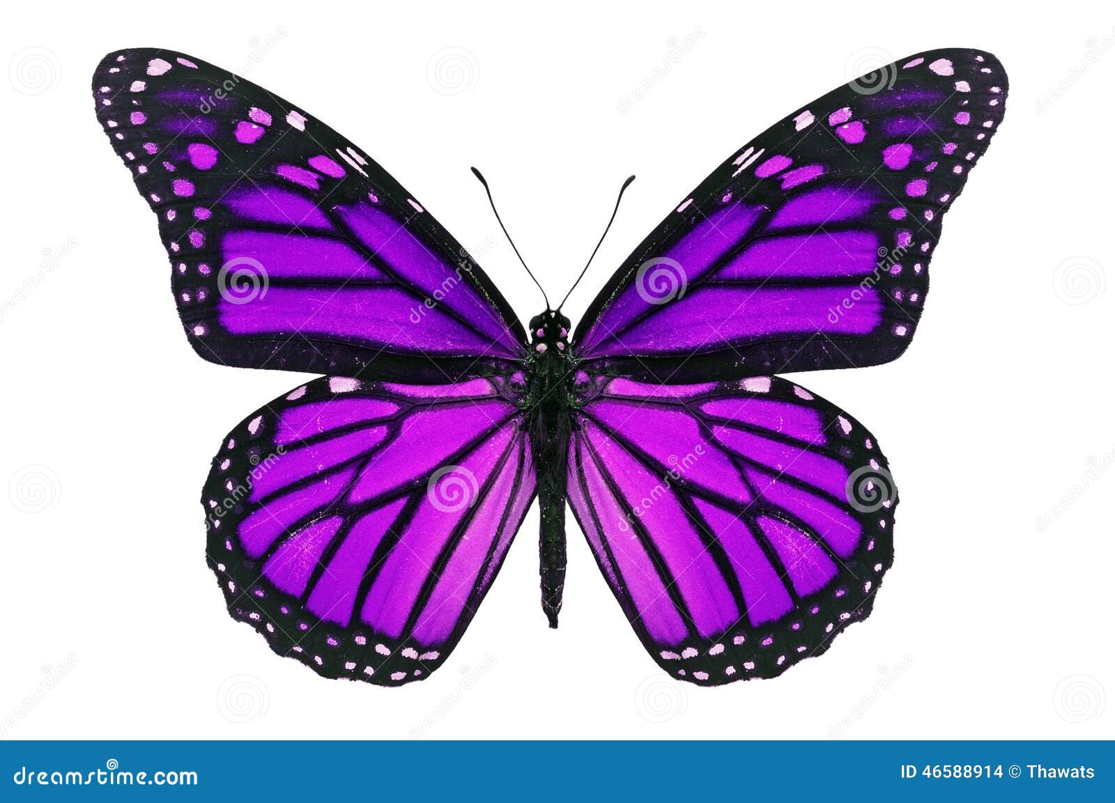 purple butterfly