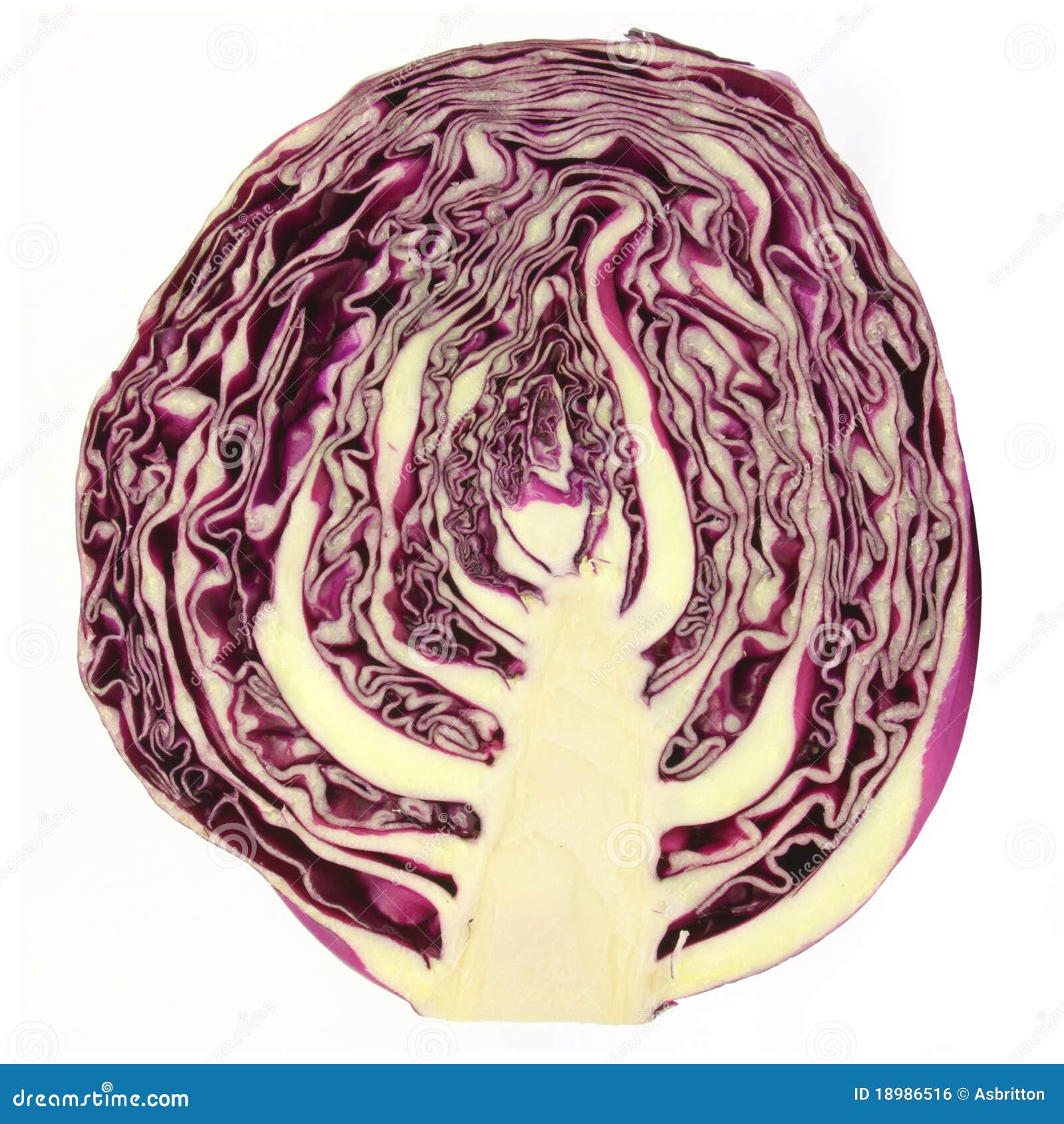 Purple cabbage stock photo. Image of food, garnish, nature 18986516