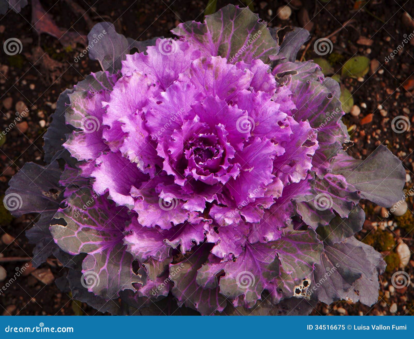 Purple cabbage flower stock image. Image of farmland 34516675