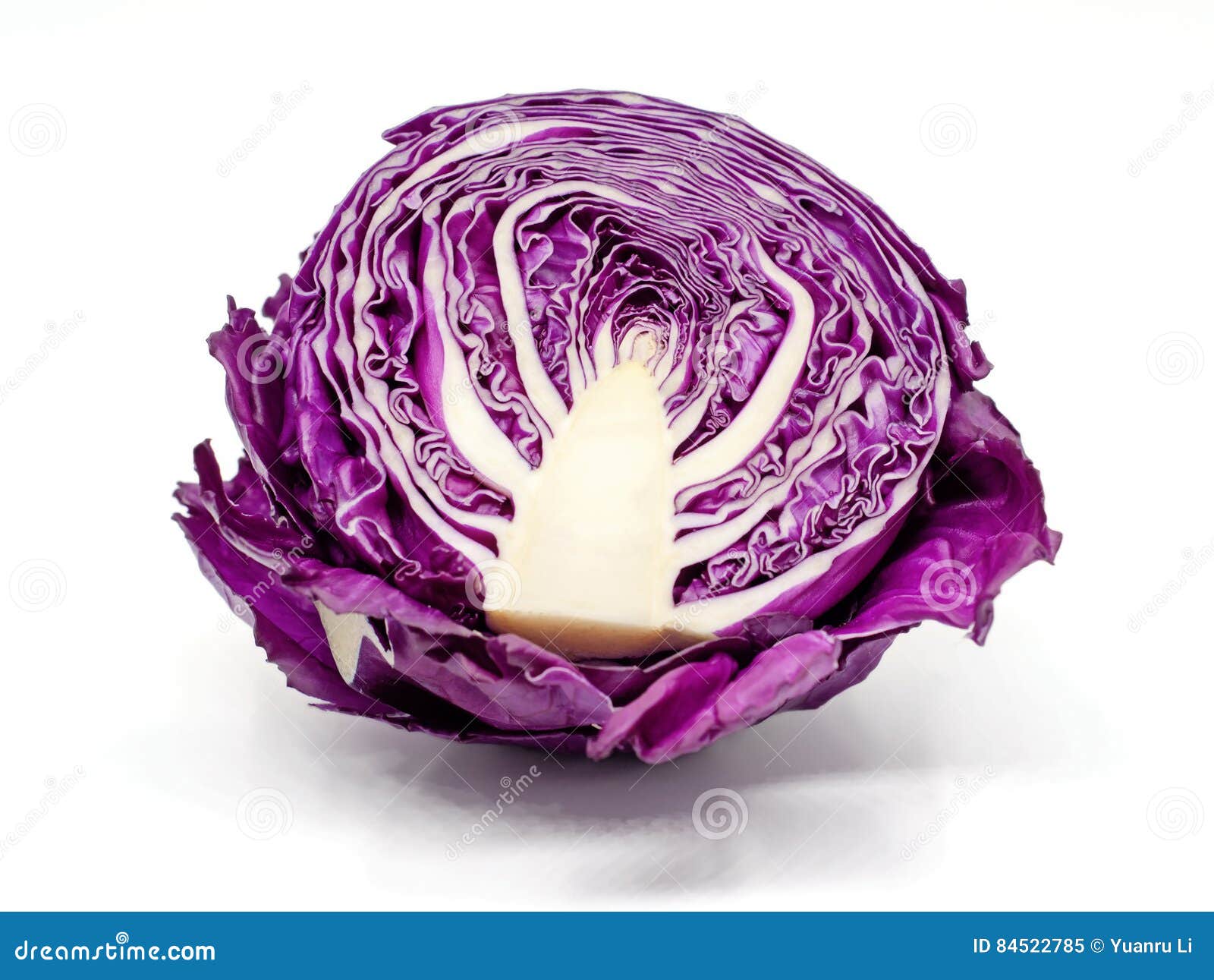 Purple Cabbage Isolated on White Background Close Up. Stock Image