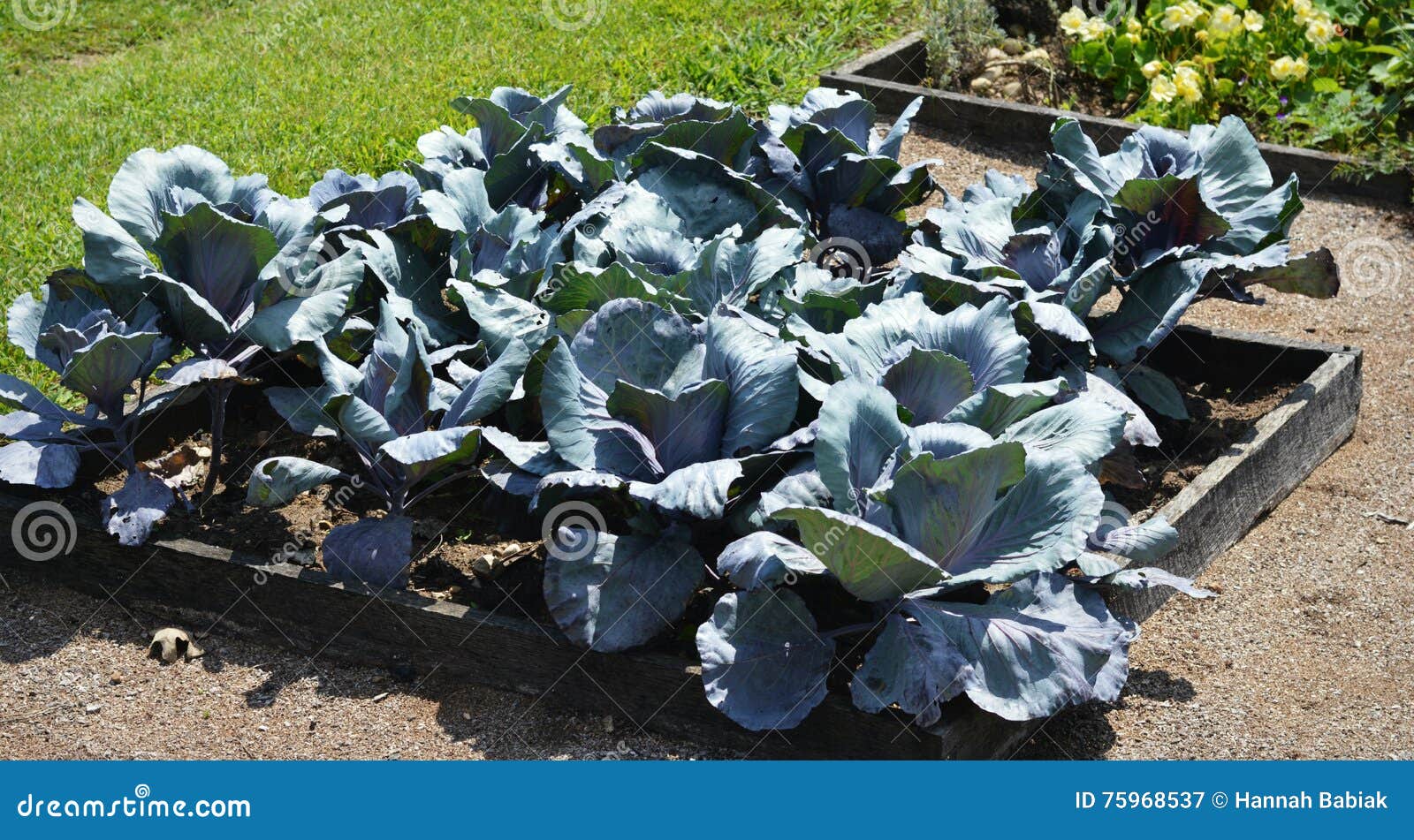 Purple Cabbage stock image. Image of garden, square, purple 75968537