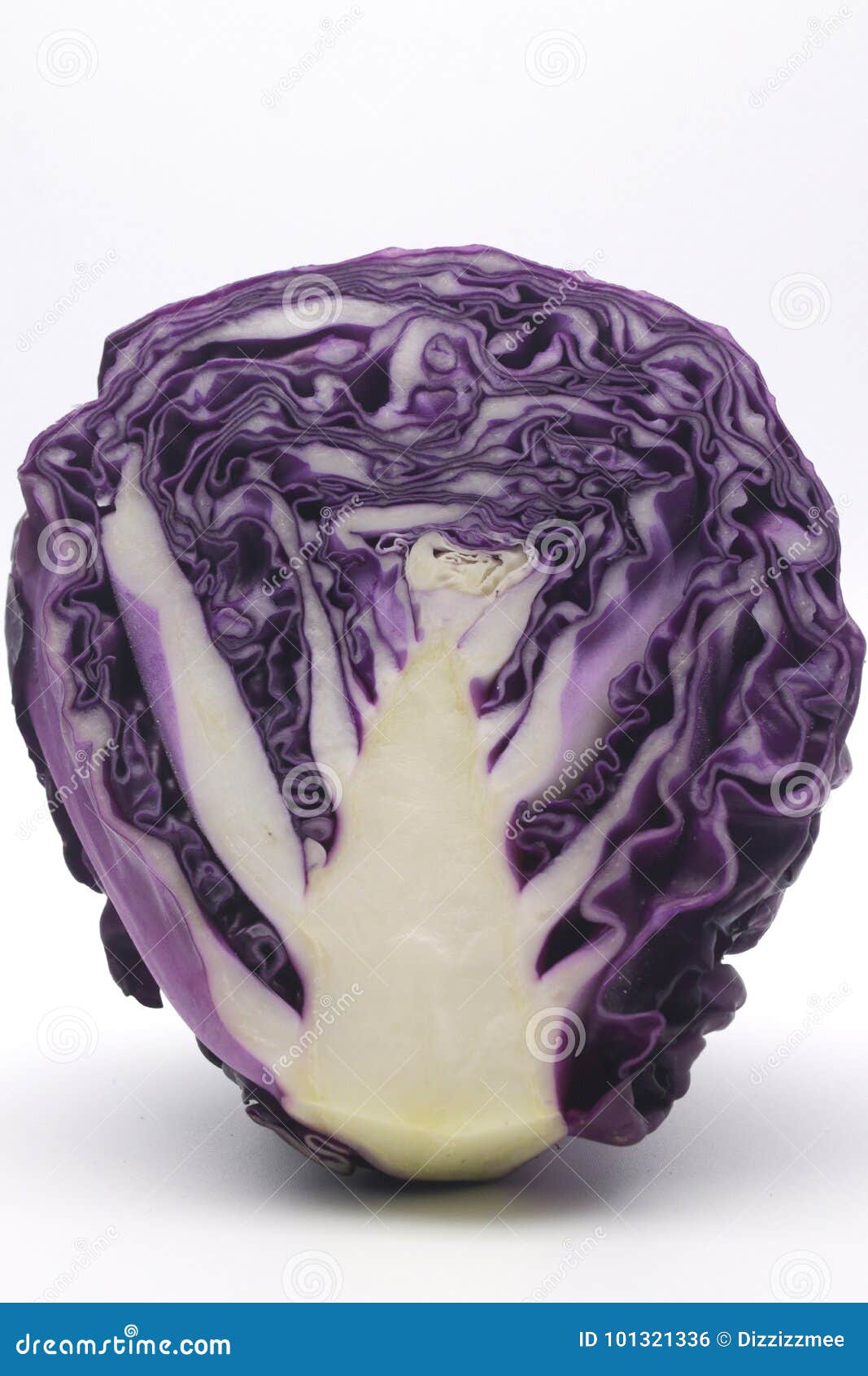 Purple cabbage stock photo. Image of cabbage, purple 101321336