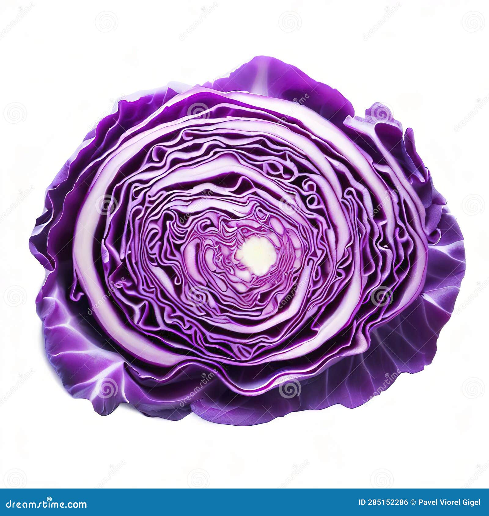 Purple Cabbage Slice Isolated on White Background Stock Illustration
