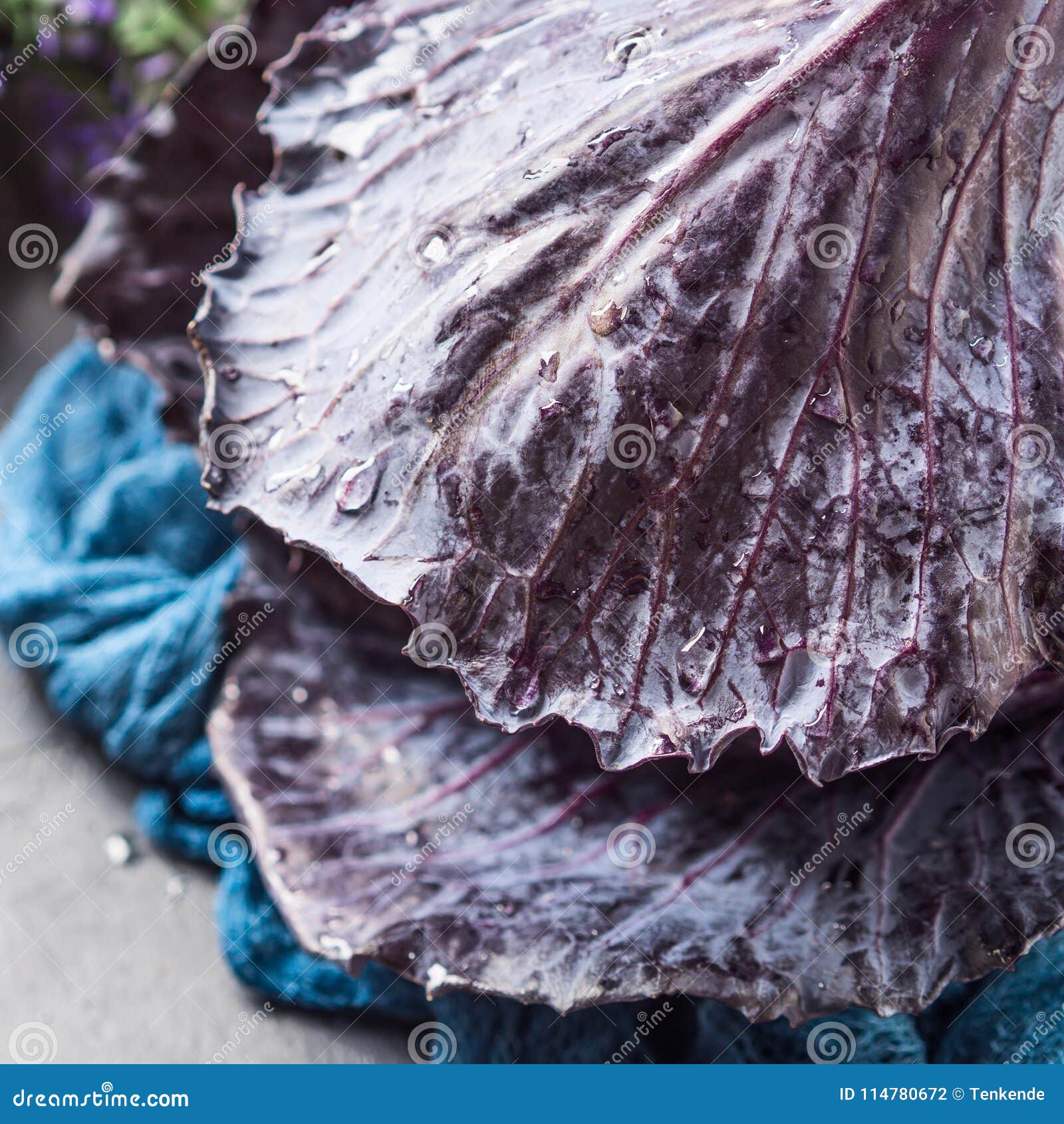 Purple Cabbage with Water Drops Stock Photo Image of water, closeup