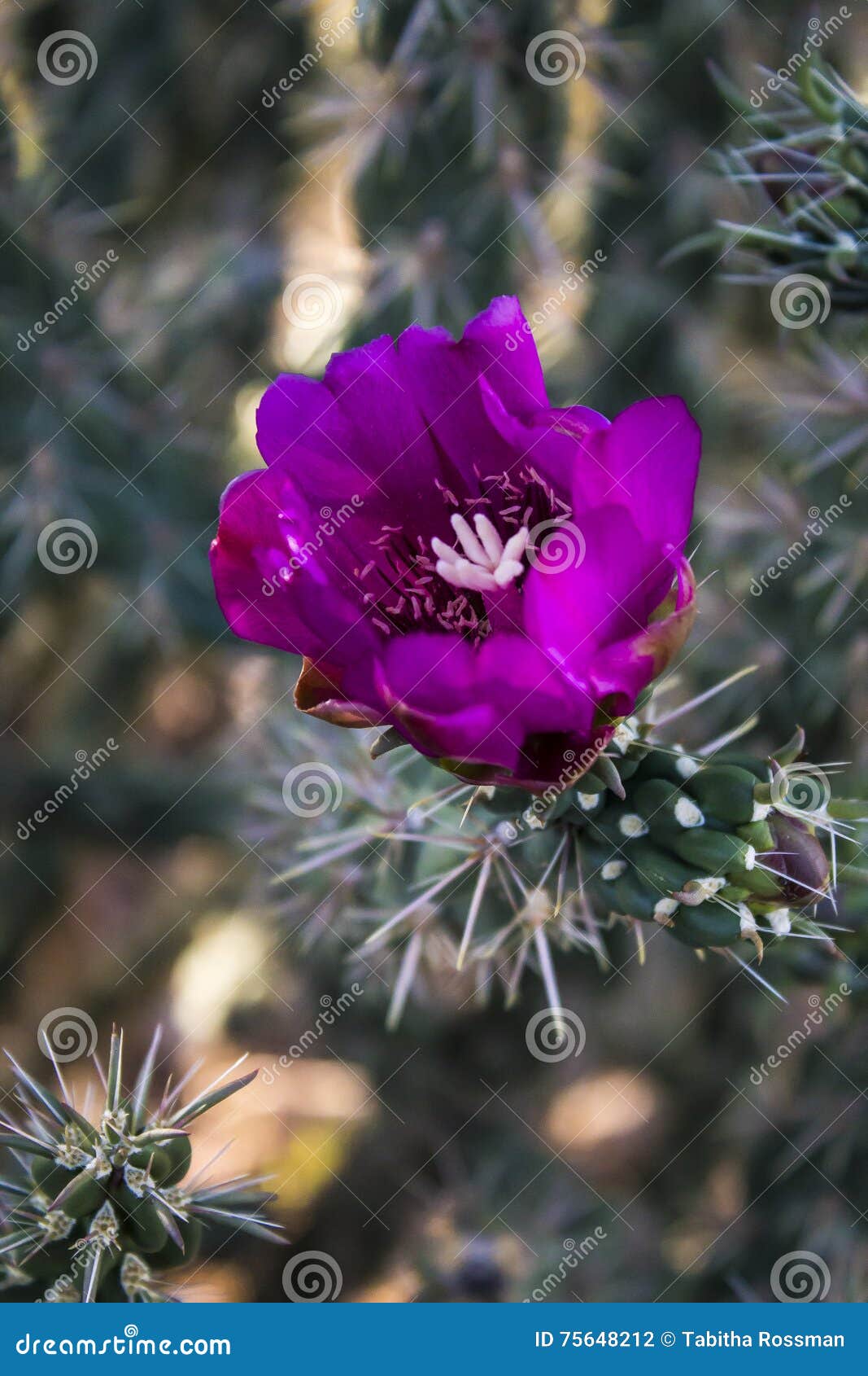 Purple Cactus Flower Stock Photo Image Of Background 75648212