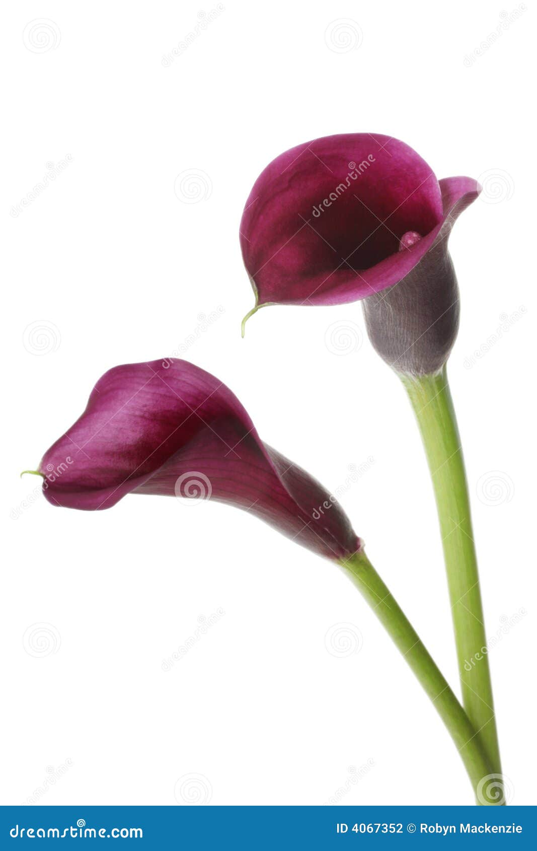 Purple Calla Lilies. Two vibrant purple mini calla lilies, isolated on white.