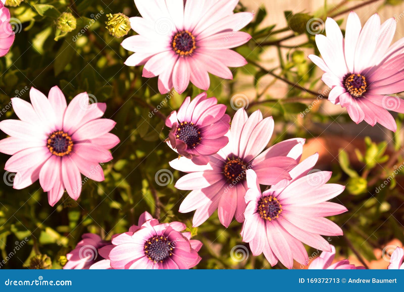 Purple Cape Marguerite Growing In Amsterdam In The Spring Stock Image Image Of Fine Background 169372713