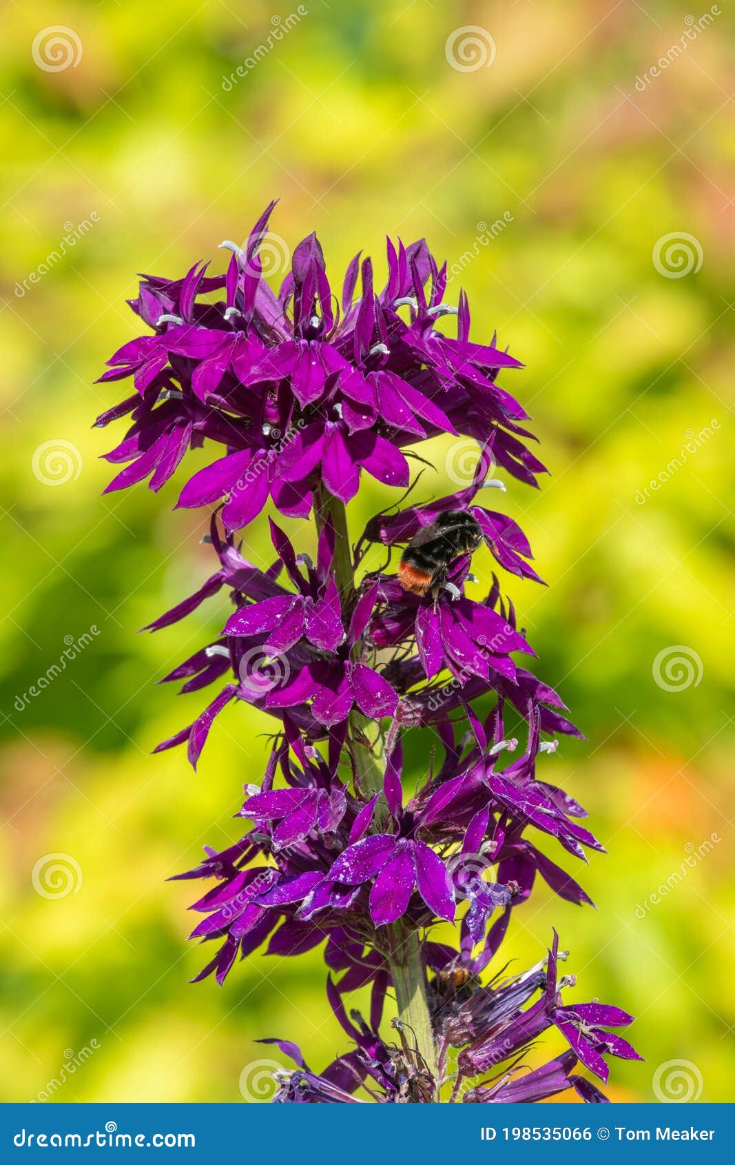 Purple cardinal flower stock photo. Image of campanulaceae 198535066