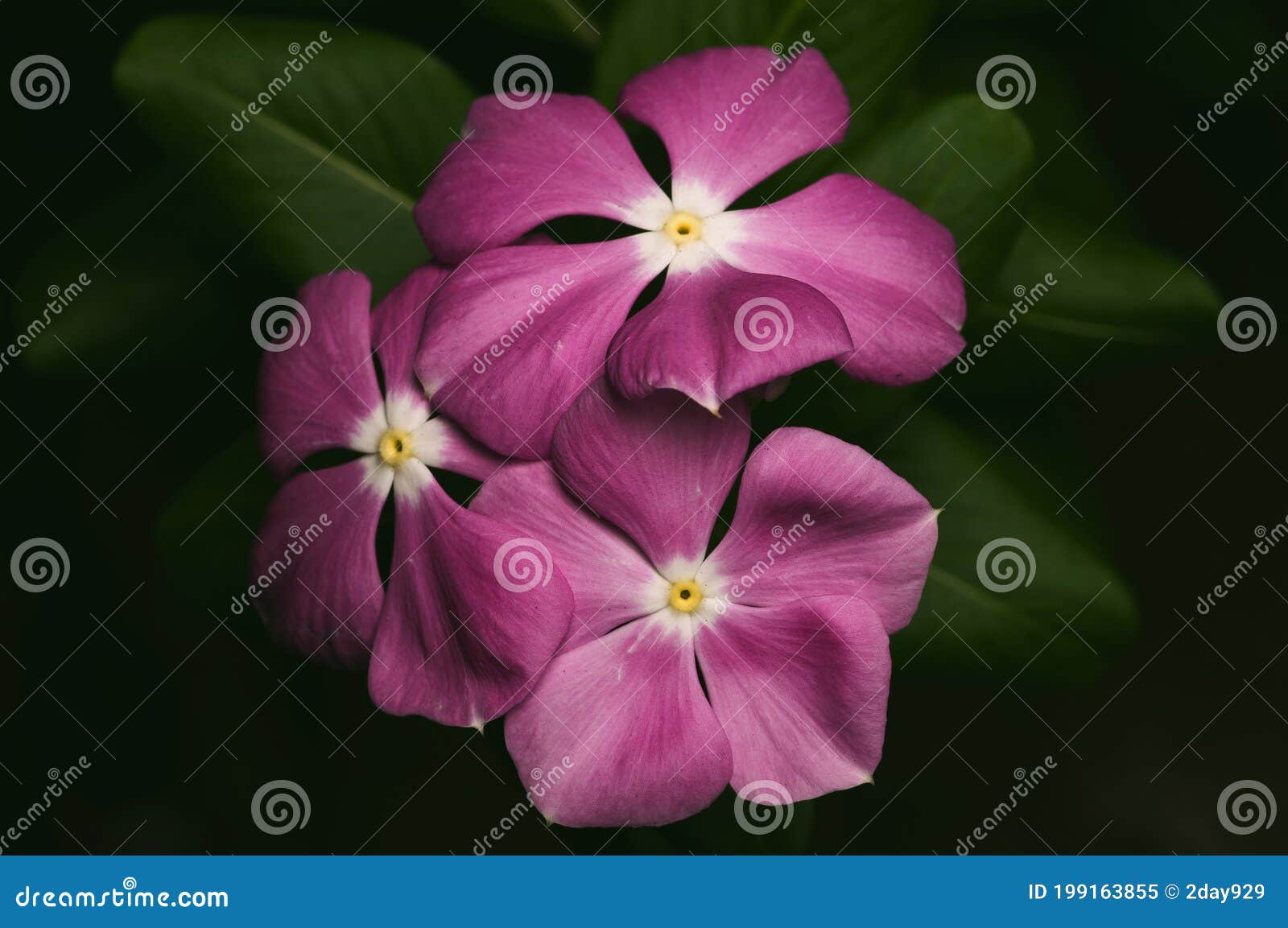purple catharanthus roseus in black background, flower, top view