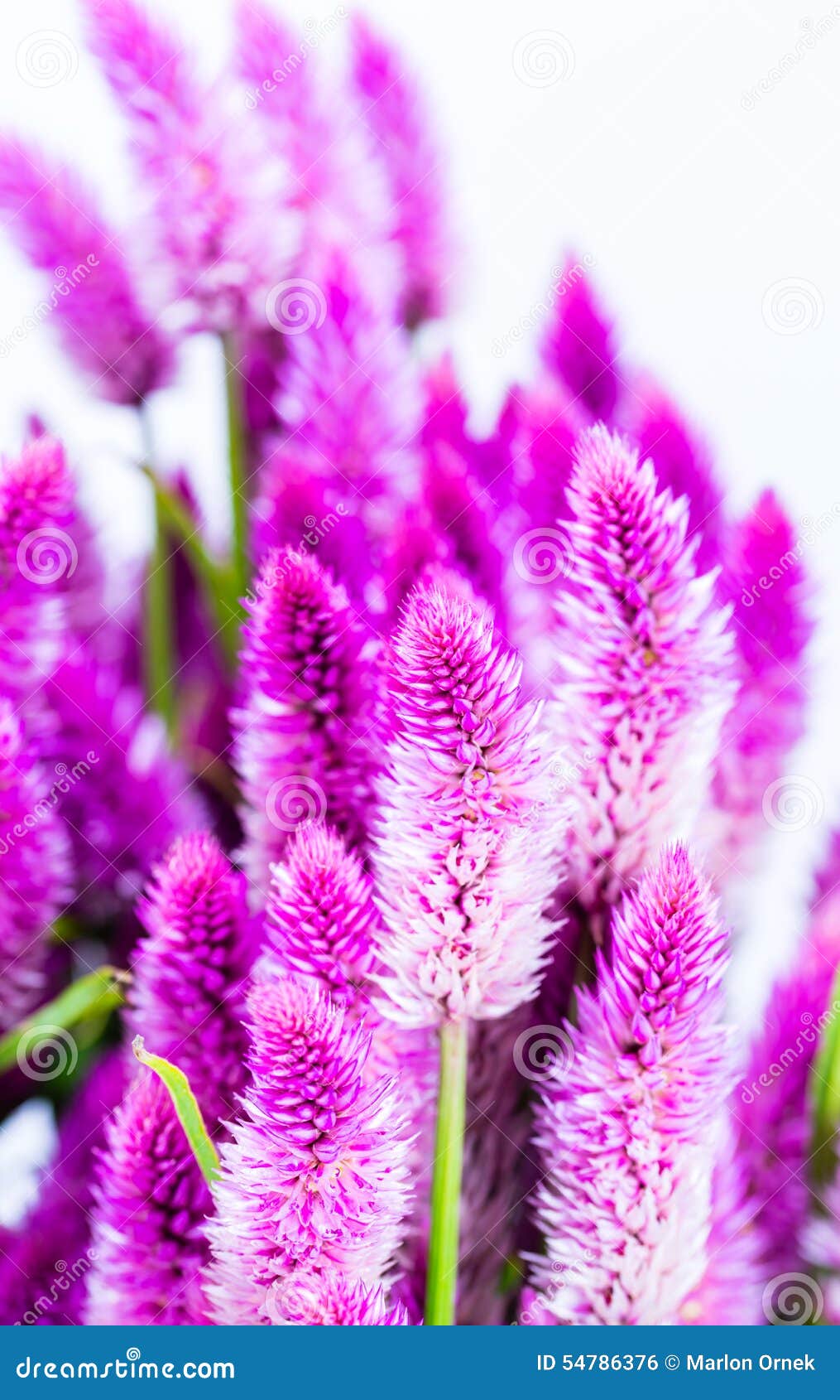 Purple cattail flower stock photo. Image of spikelet