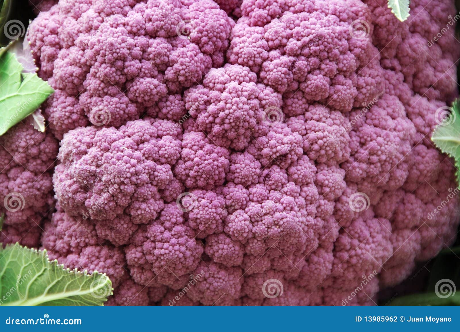 Purple cauliflower stock photo. Image of cuisine, health 13985962