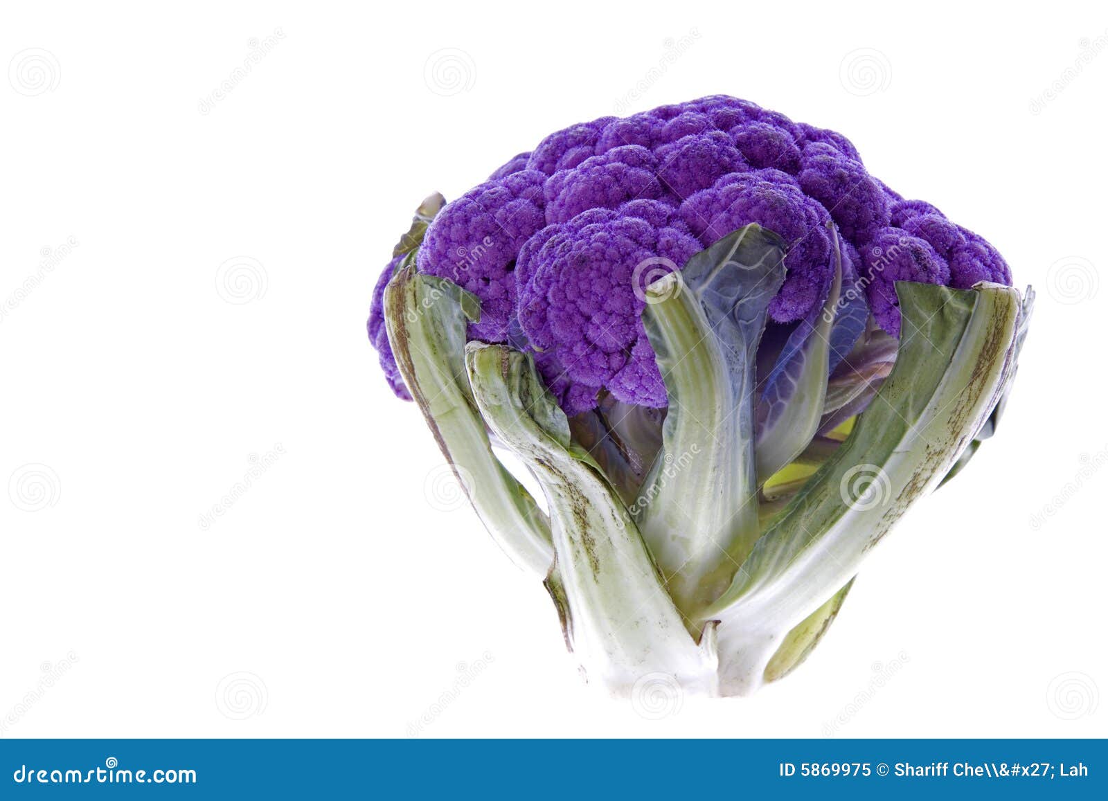 Purple Cauliflower in Bloom Stock Image Image of white, nature 5869975