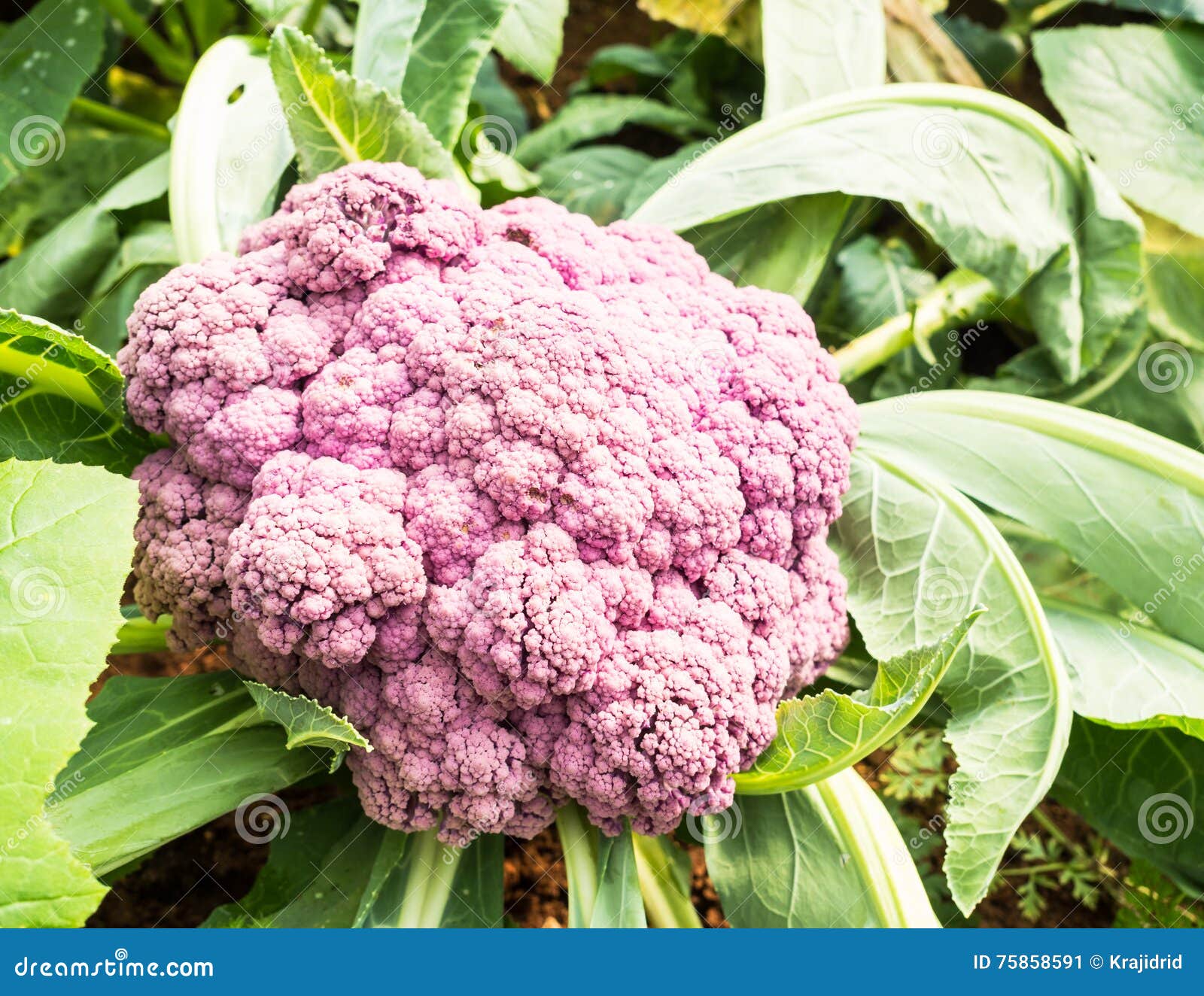 Purple cauliflower stock image. Image of cauliflower 75858591