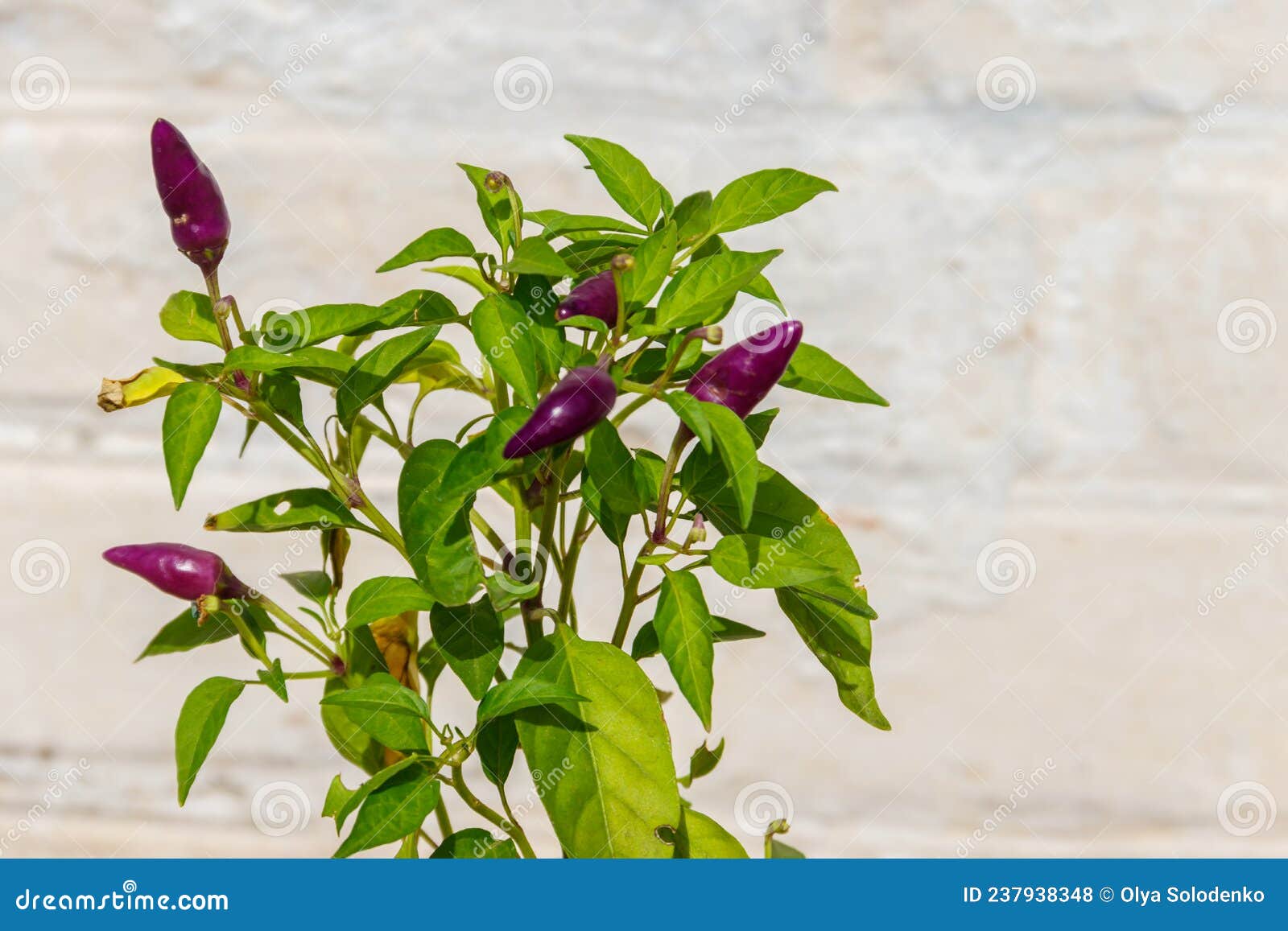 Purple Cayenne Pepper or Chilli Pepper in Vegetable Garden Stock Photo Image of condiment
