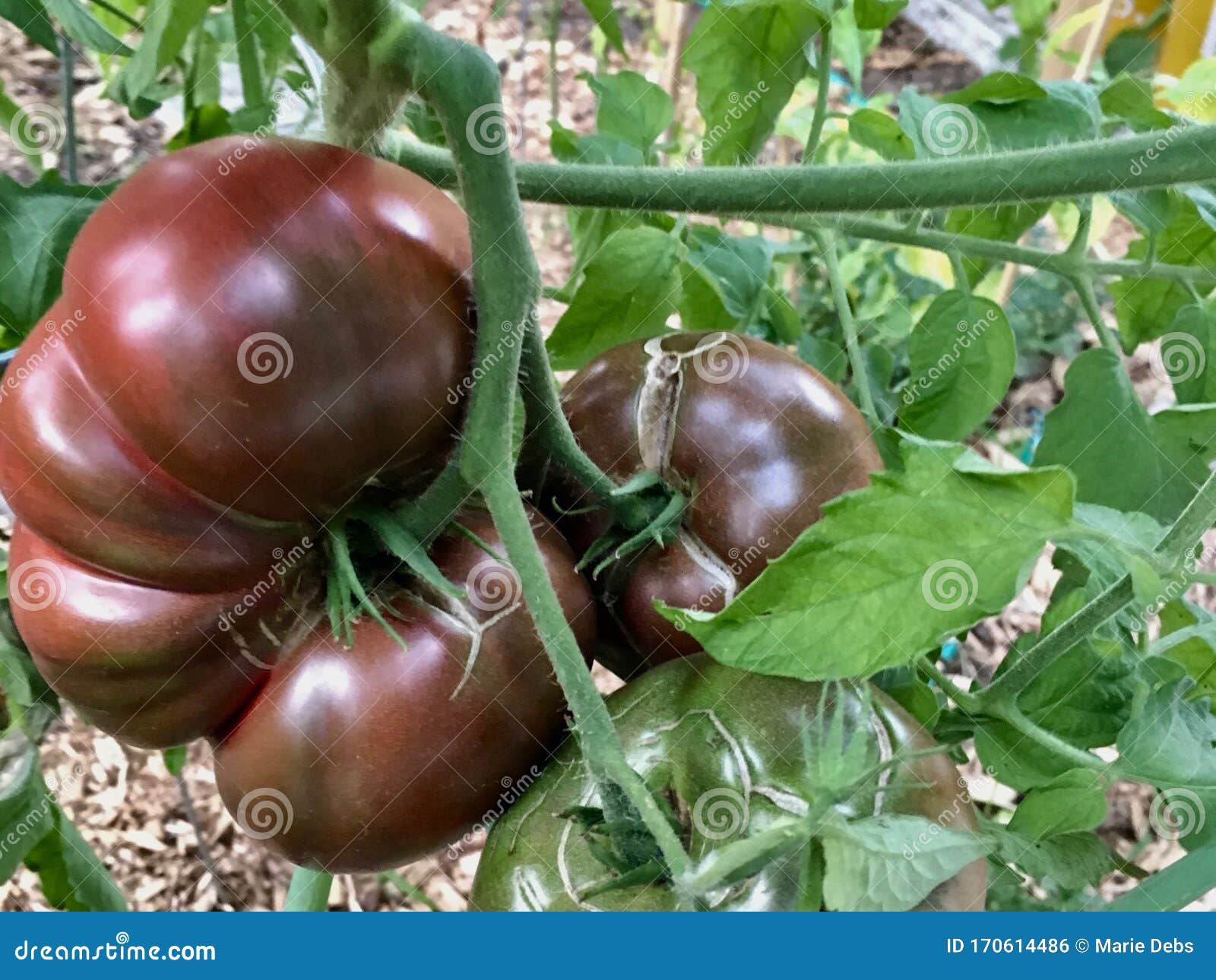 Purple Cherokee Tomatoes Ripening on the Vine Stock Photo Image of