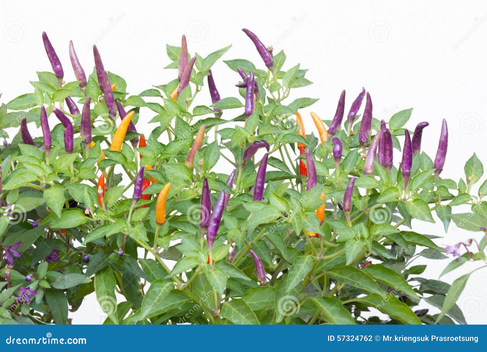 Purple chili peppers stock photo. Image of closeup, agriculture 57324762