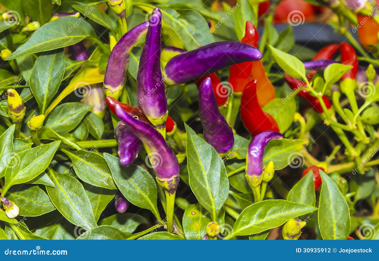 Purple chilli stock photo. Image of chilly, plant, color 30935912