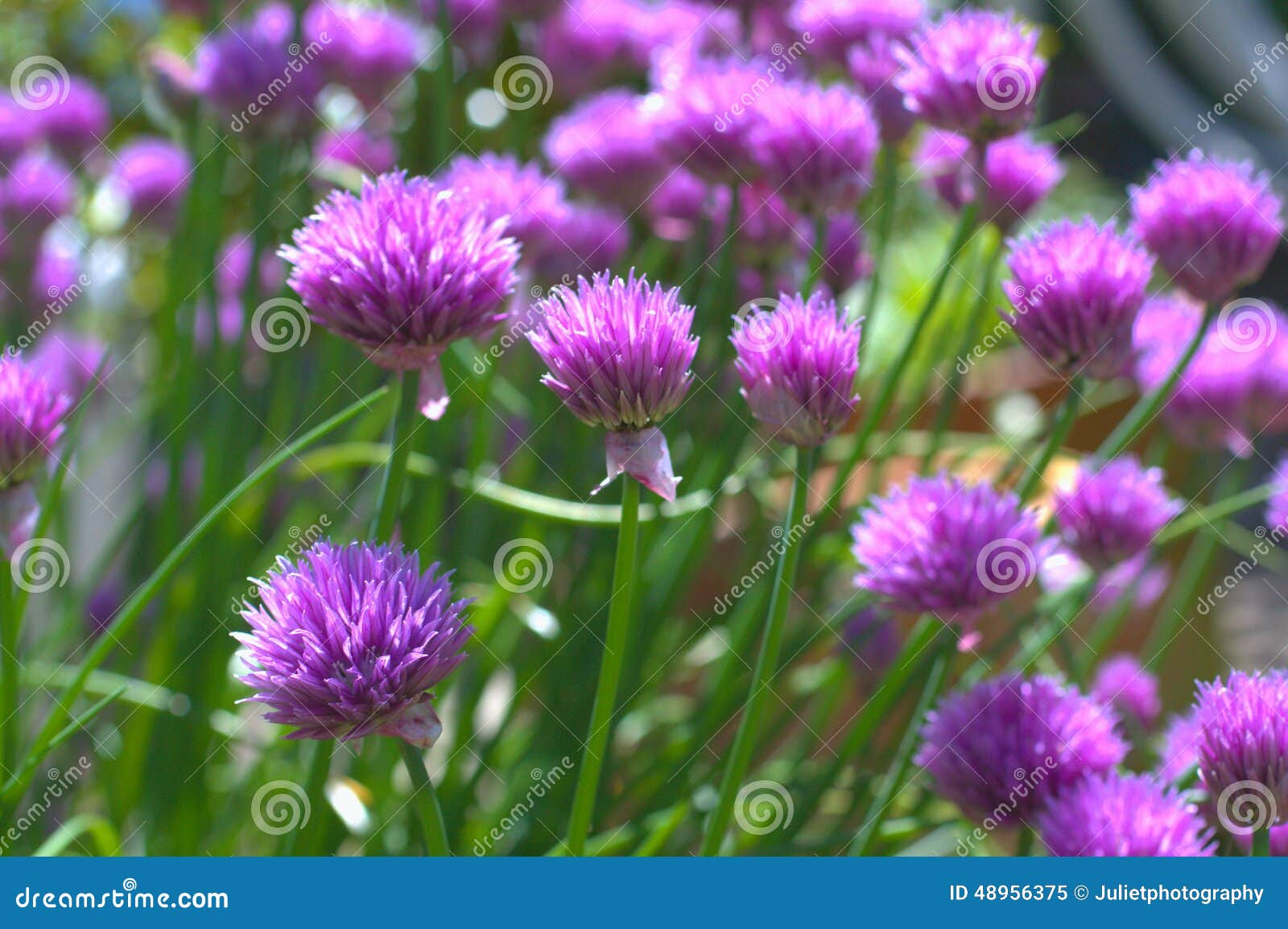 Purple `Chives` Flower Or Wild Chives, Flowering Onion, Garlic Chives, Chinese Chives, Schnitt