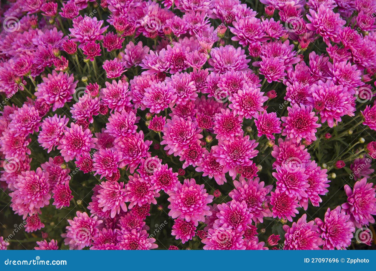 Purple Chrysanthemum stock photo. Image of thanksgiving - 27097696