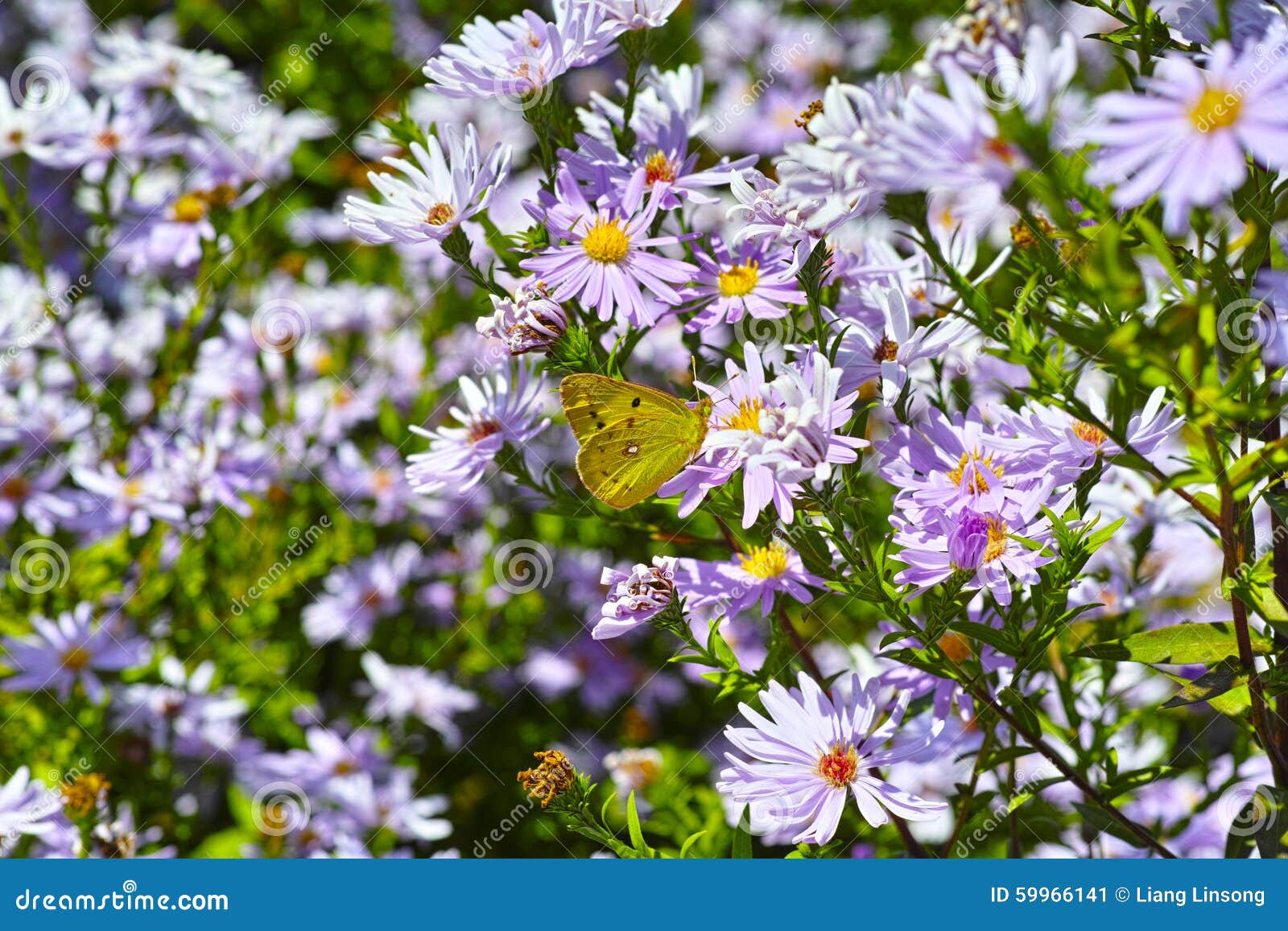Purple Chrysanthemum and Butterfly Stock Image Image of coreopsis