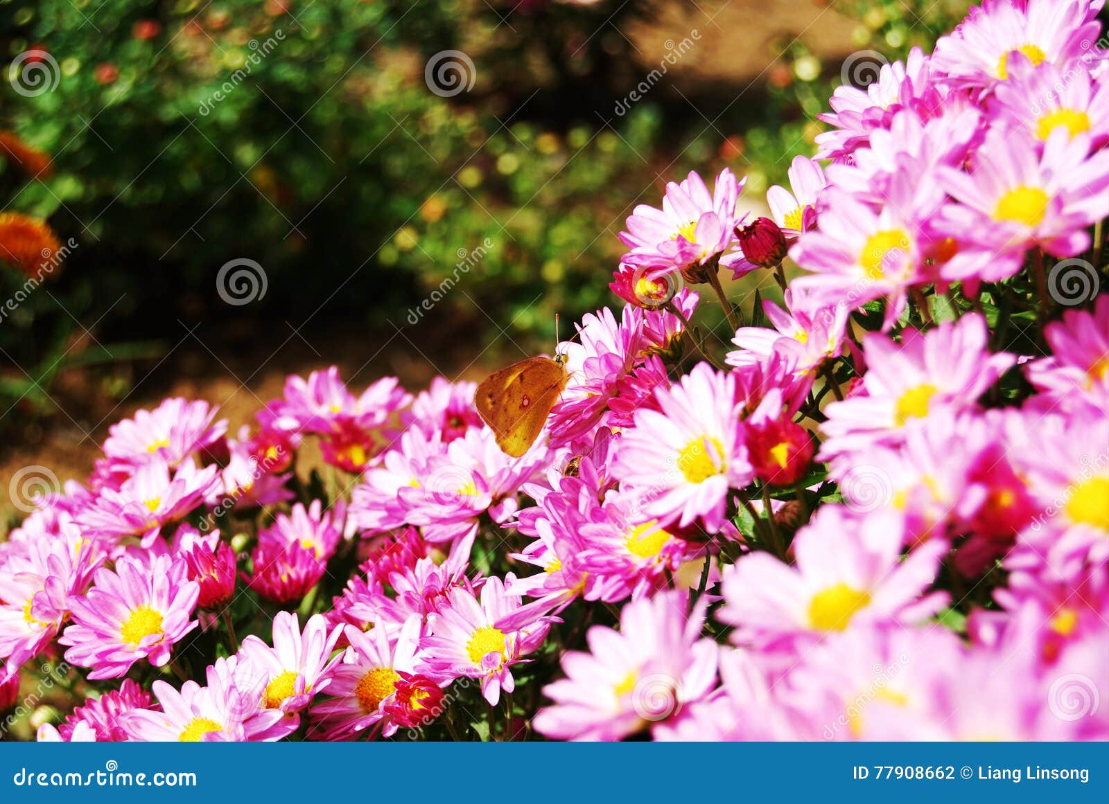 Purple Chrysanthemum and Butterfly Stock Photo Image of collage