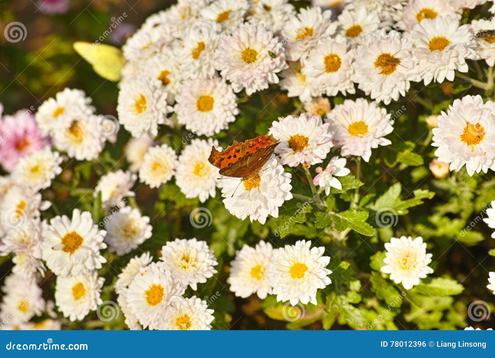 Purple Chrysanthemum and Butterfly Stock Photo Image of collection