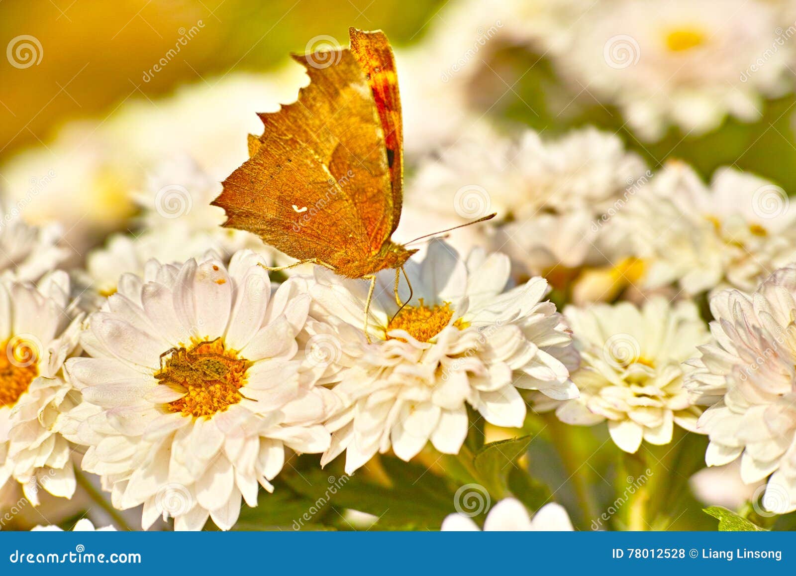 Purple Chrysanthemum and Butterfly Stock Photo Image of blooms