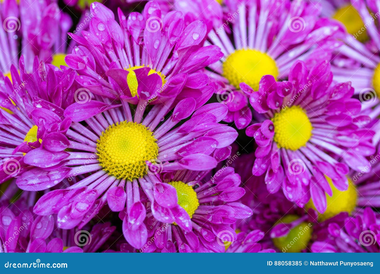 Purple Chrysanthemums Daisy Flower Stock Image Image of decoration