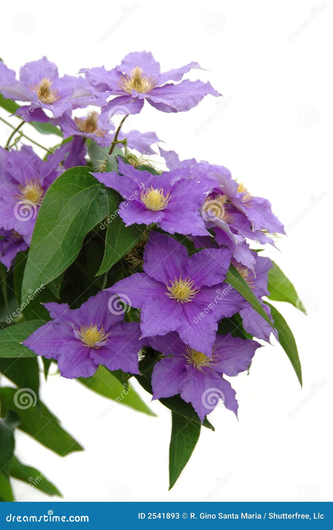 Are Clematis Lilies Safe For Dogs