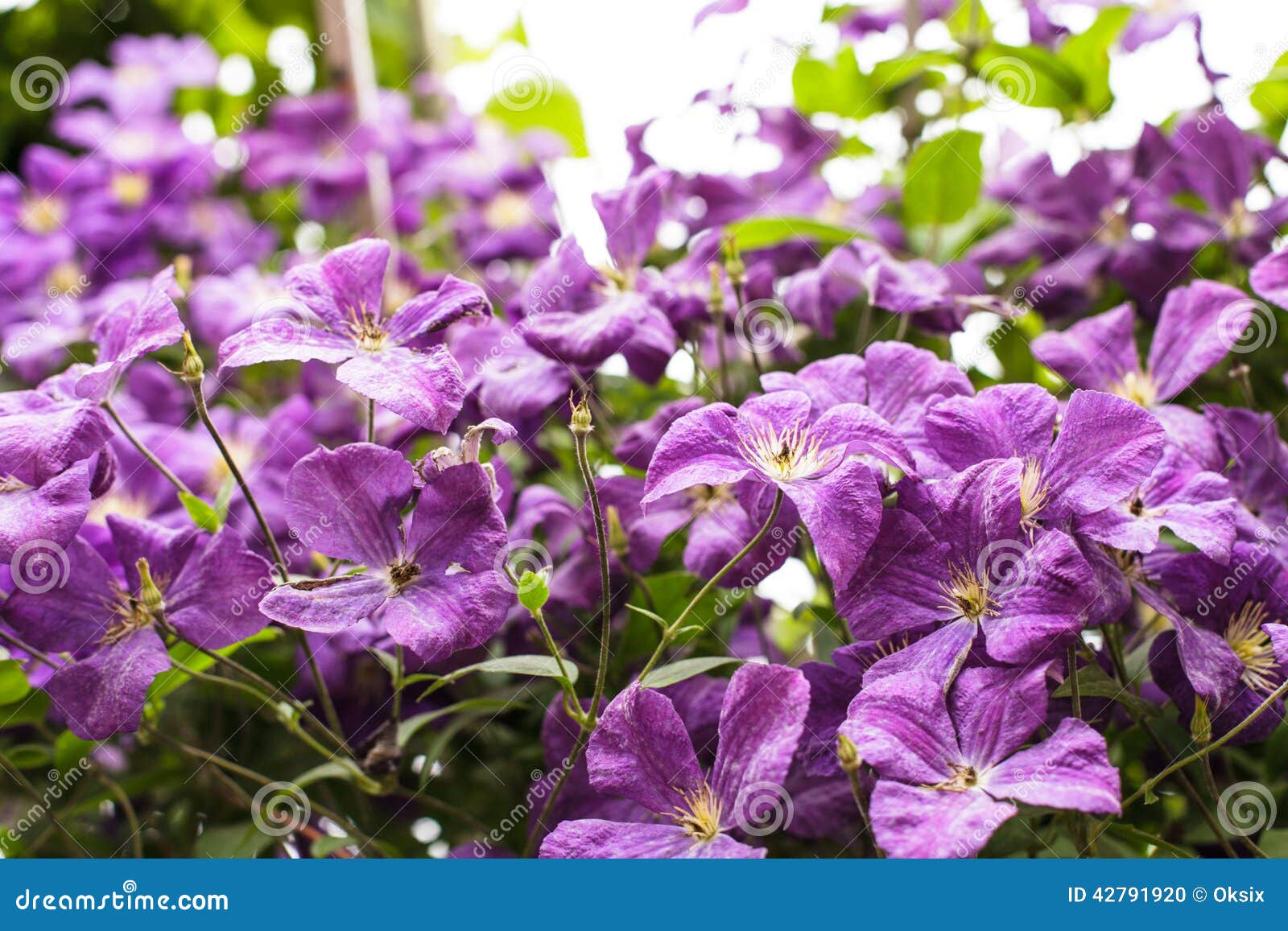 Purple clematis stock photo. Image of botany, beauty 42791920