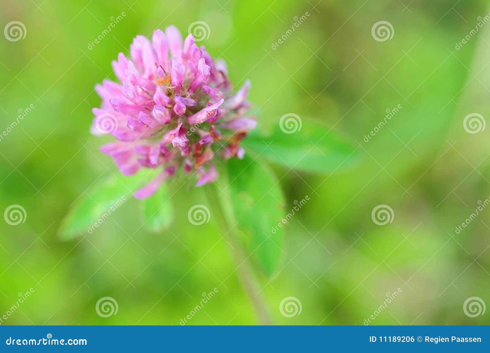Purple clover flower stock photo. Image of purple, green 11189206