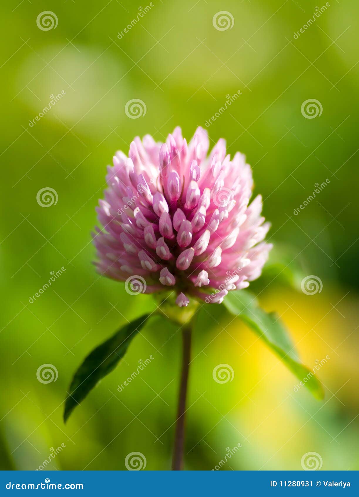 Purple clover flowers stock image. Image of group, grass 11280931