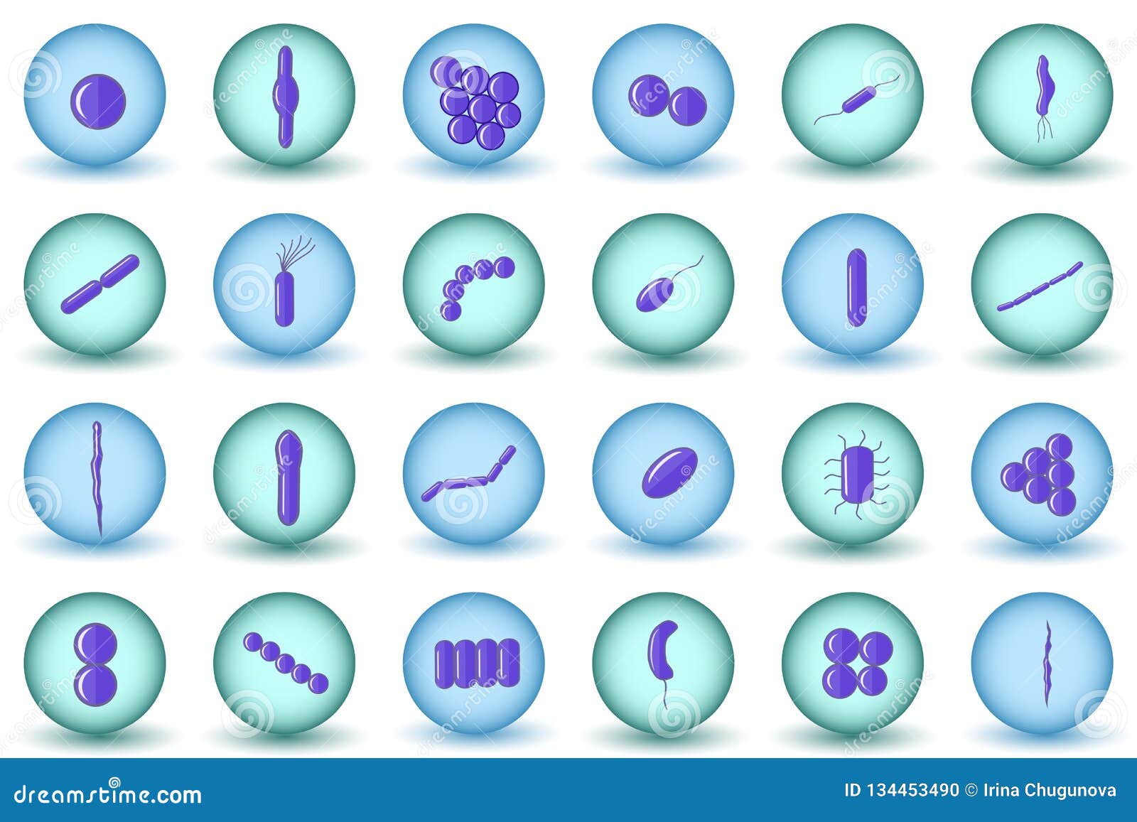 purple coccus bacillus curved bacteria in blue and green green circles